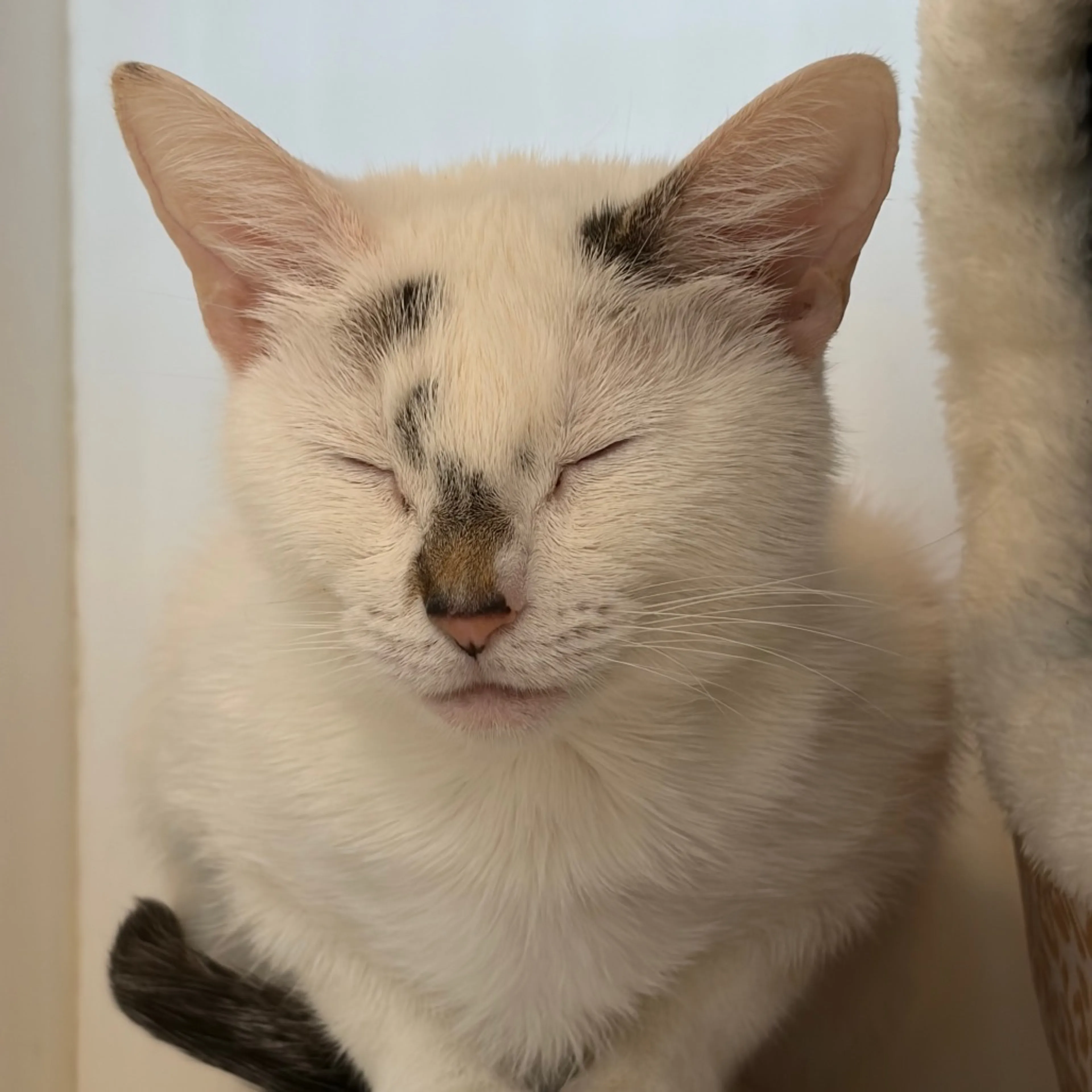 Found pet-1