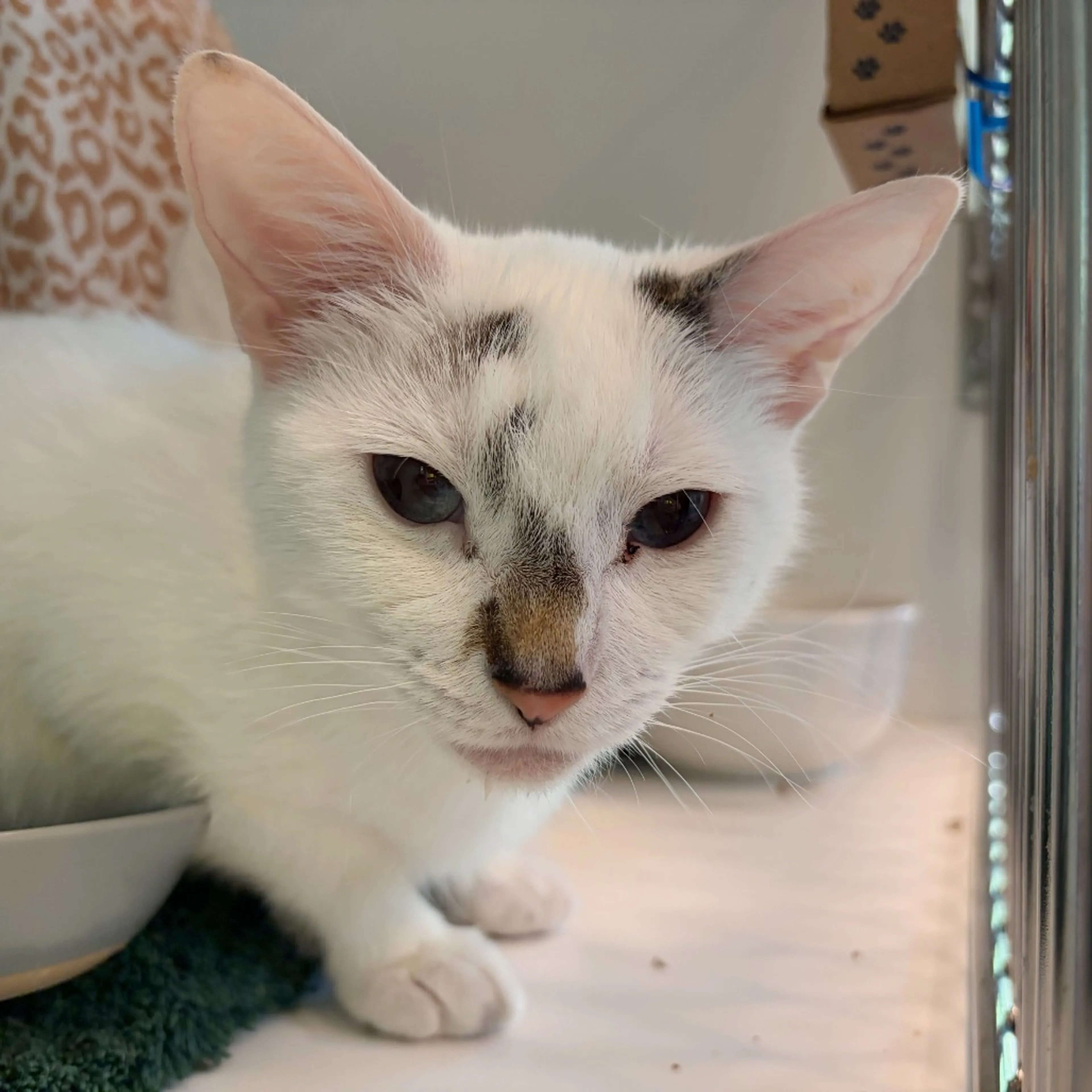 Found pet-2