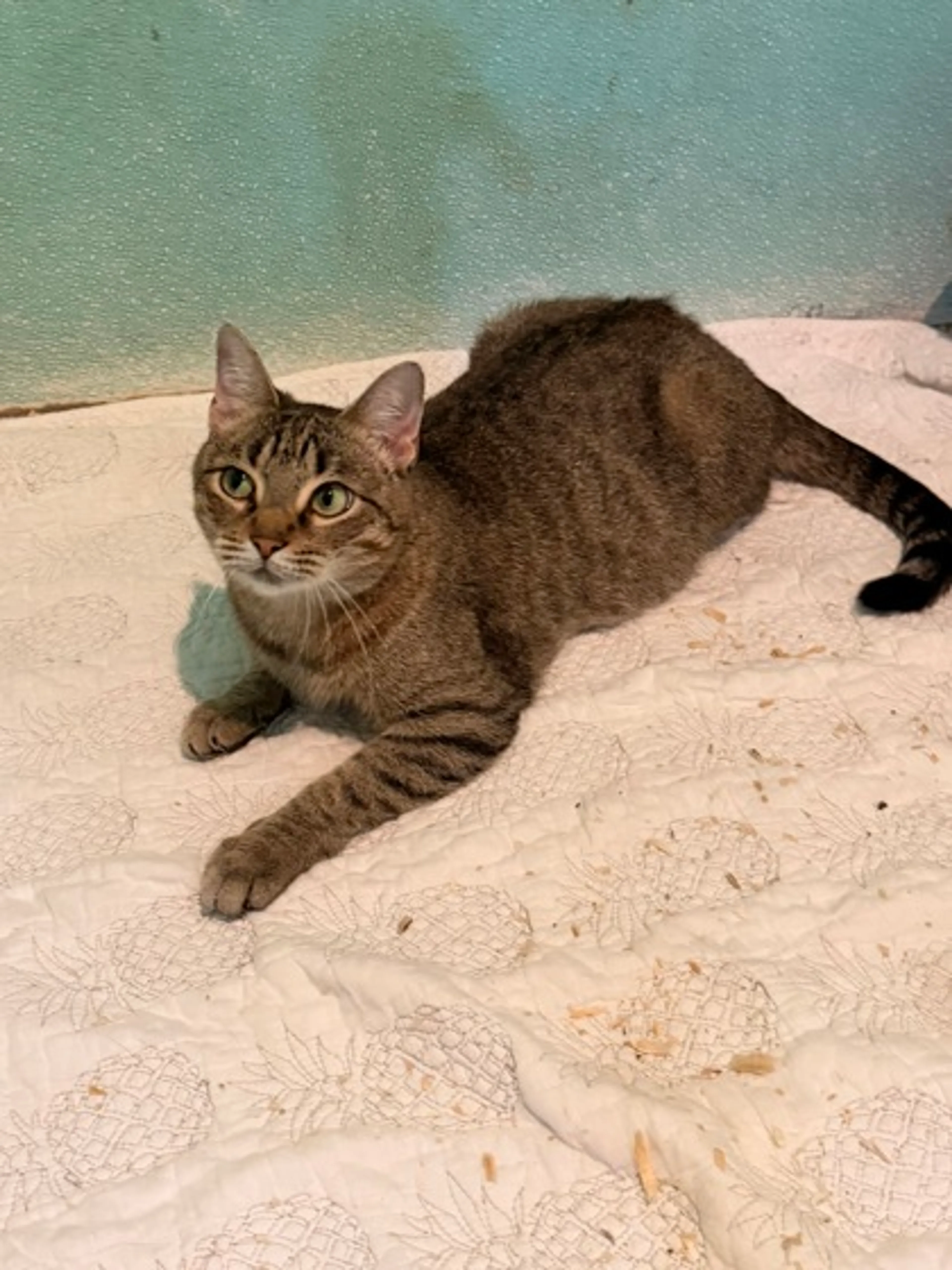 Found pet