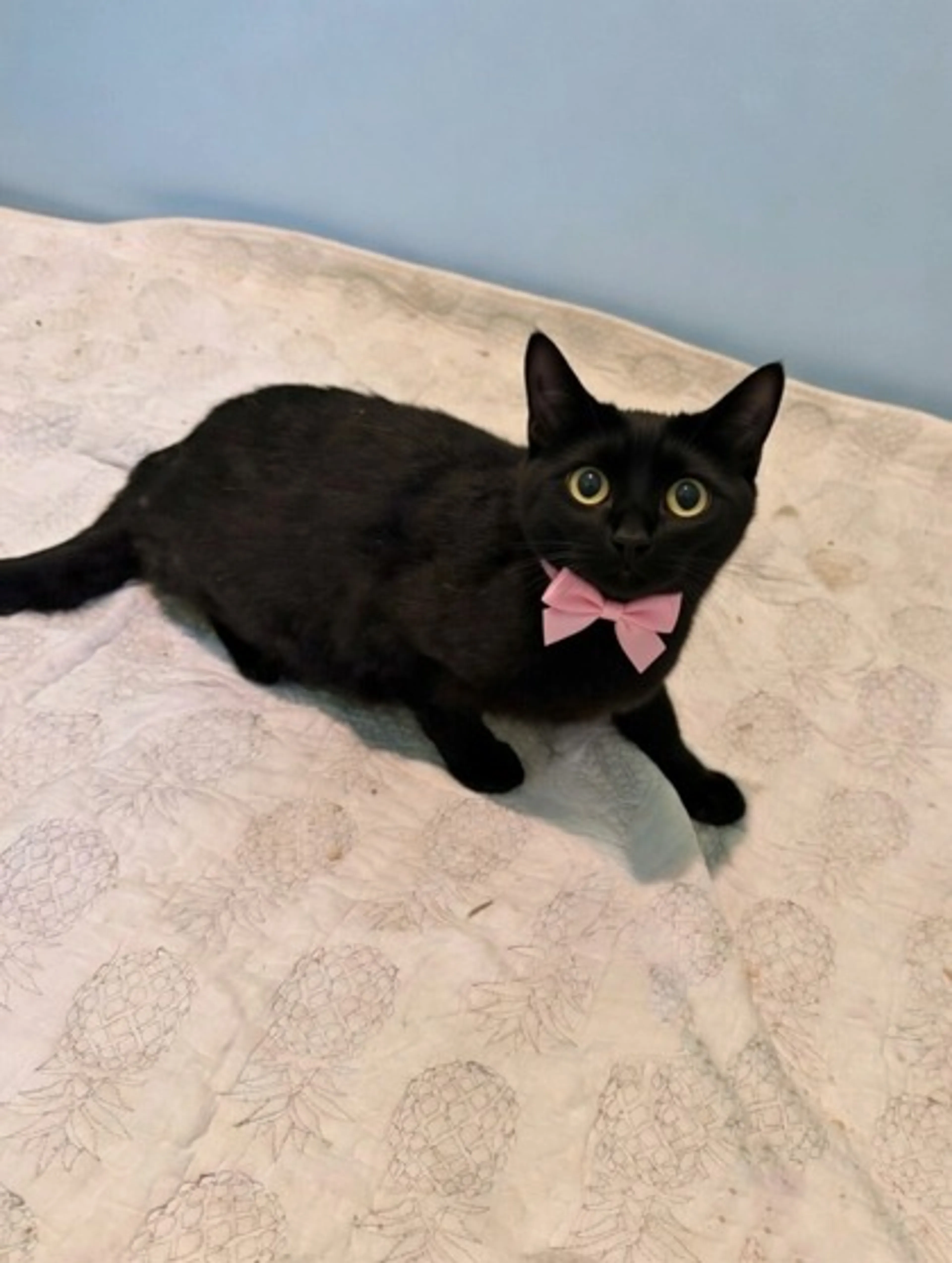 Found pet