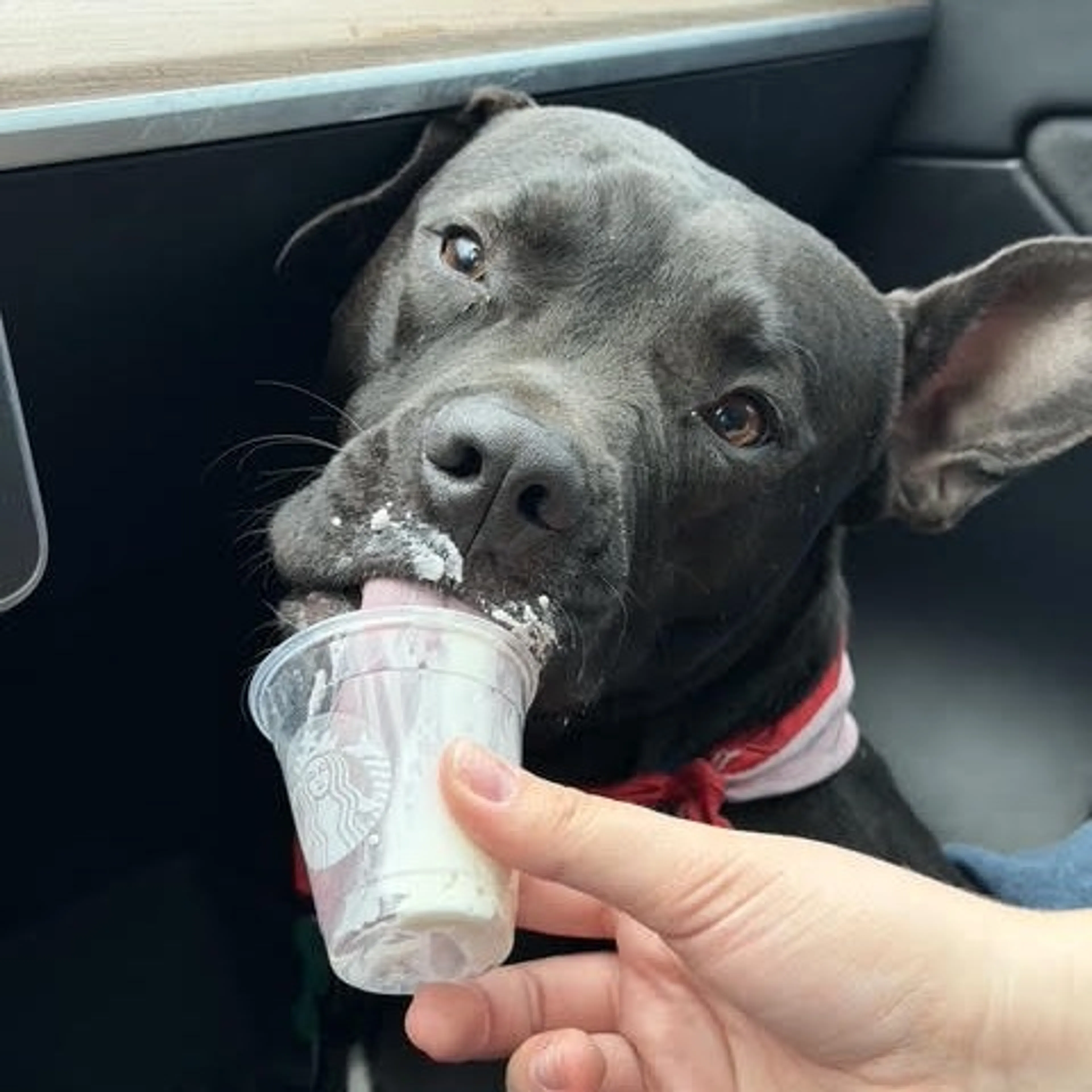 Found pet-1