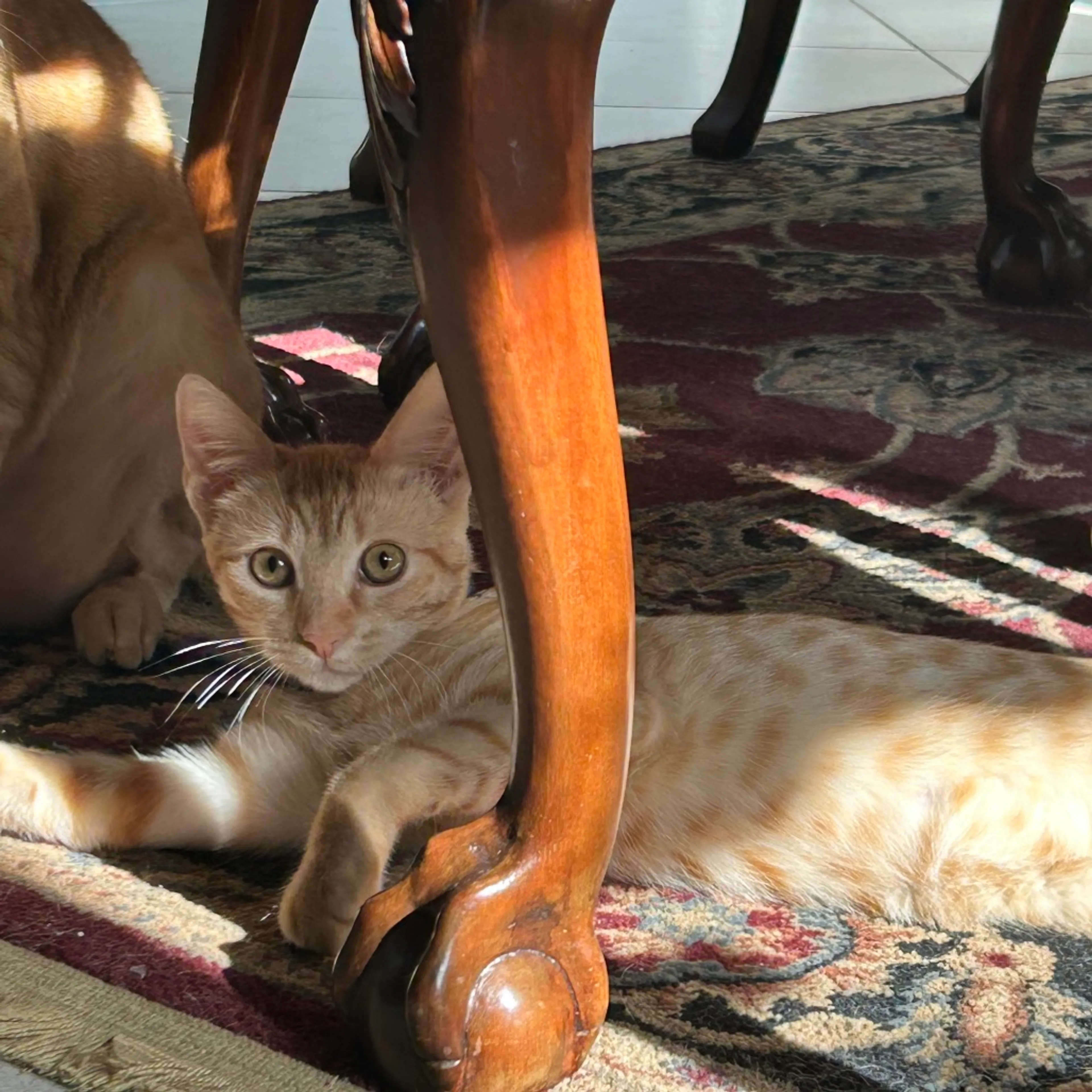Found pet-1