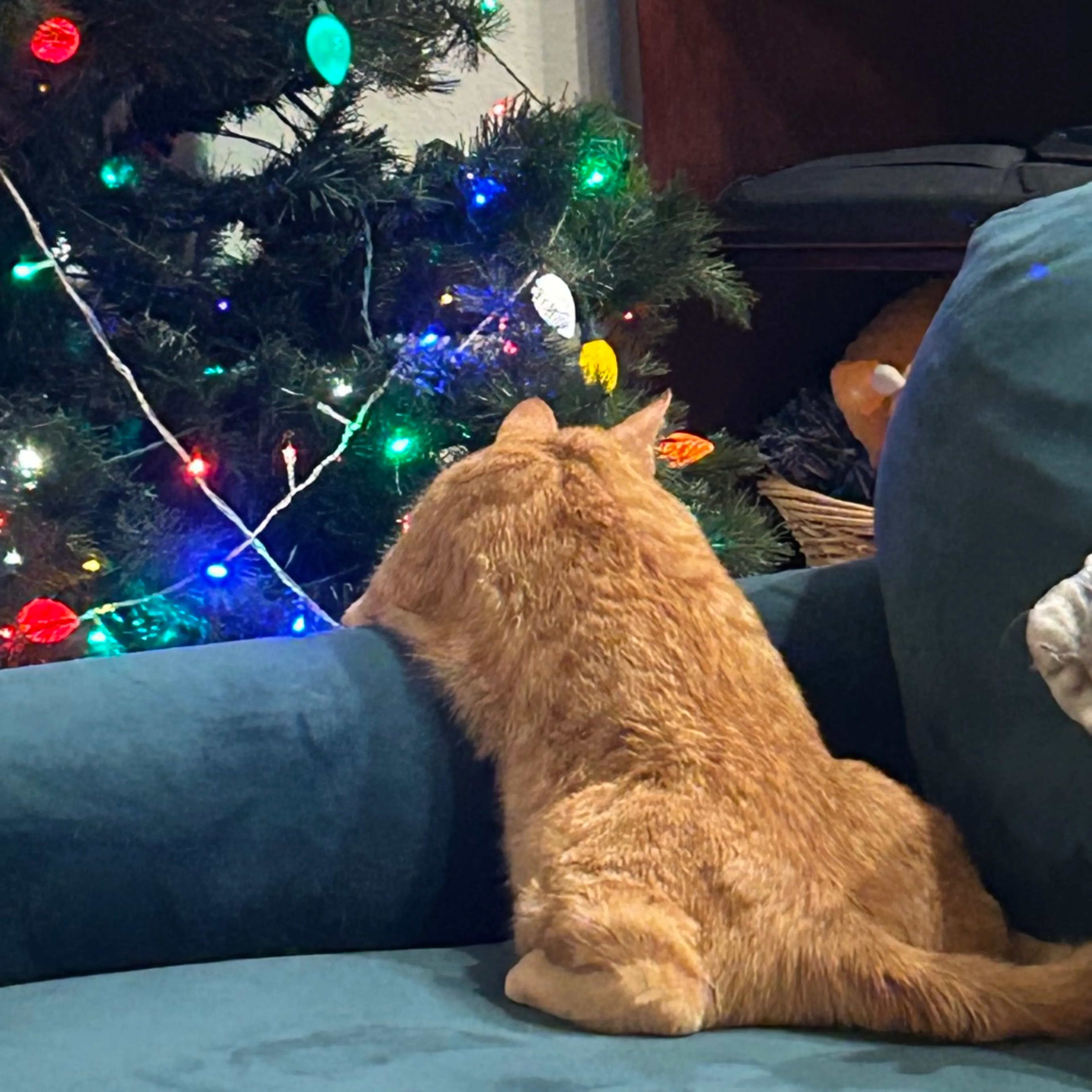 Found pet-7