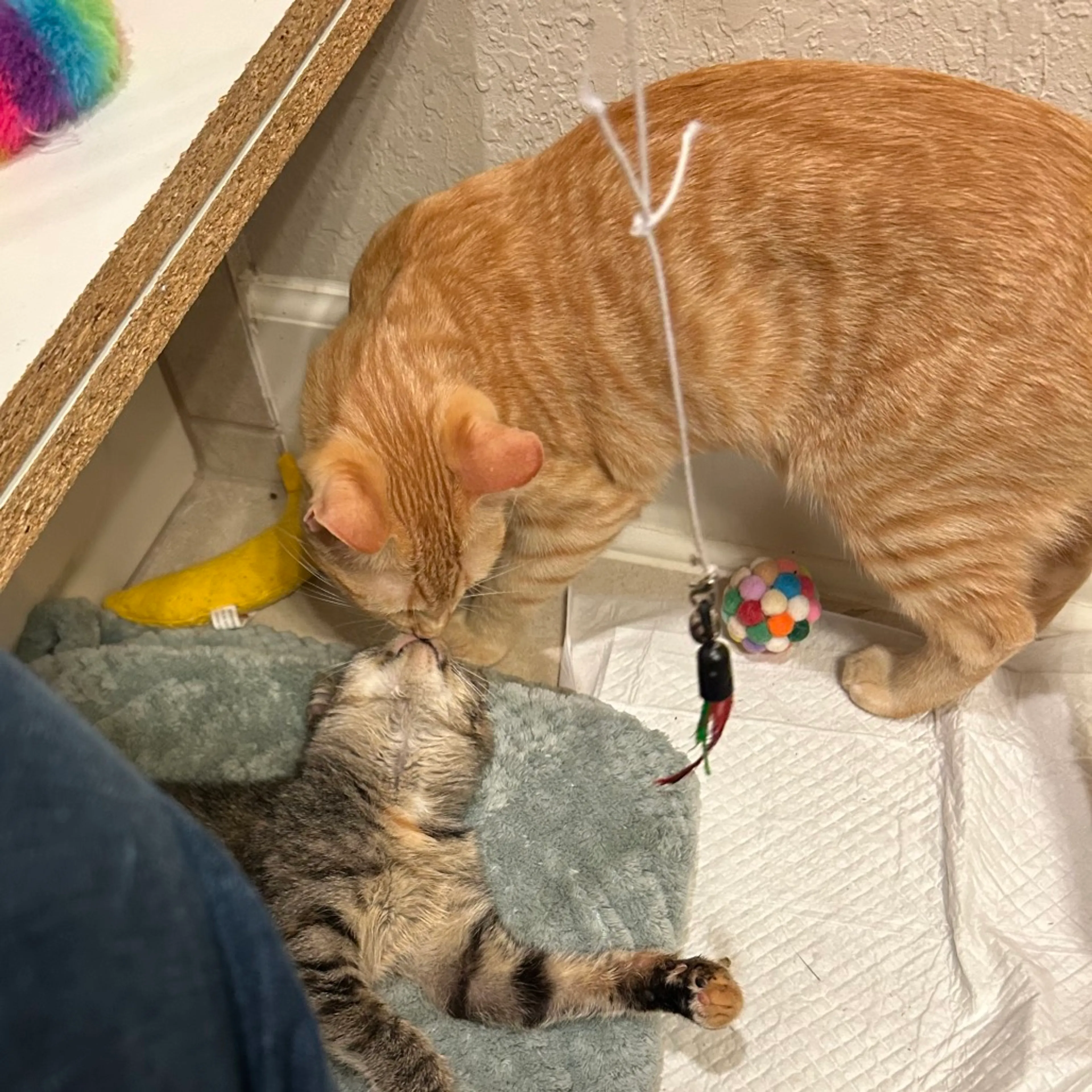 Found pet-8