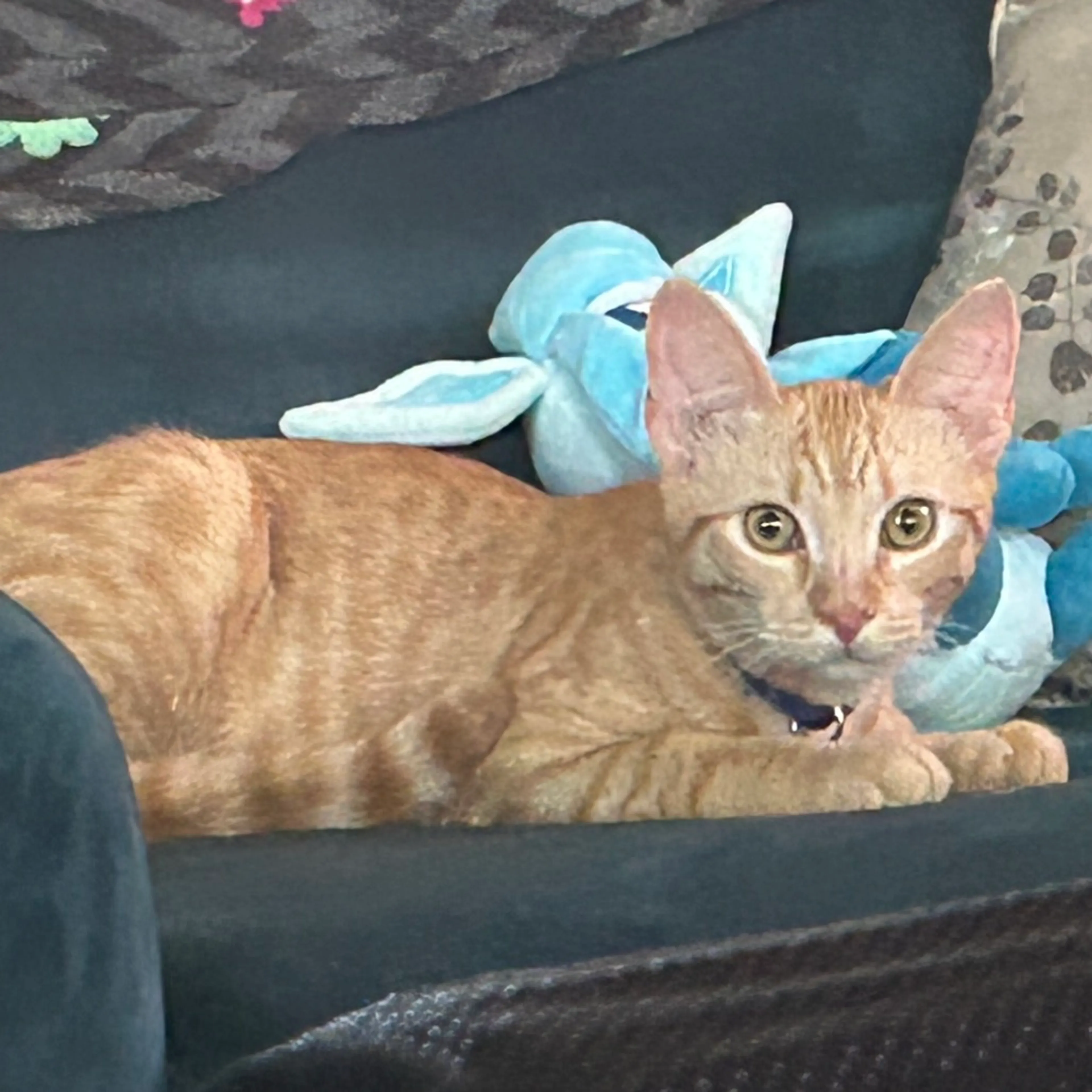 Found pet-3