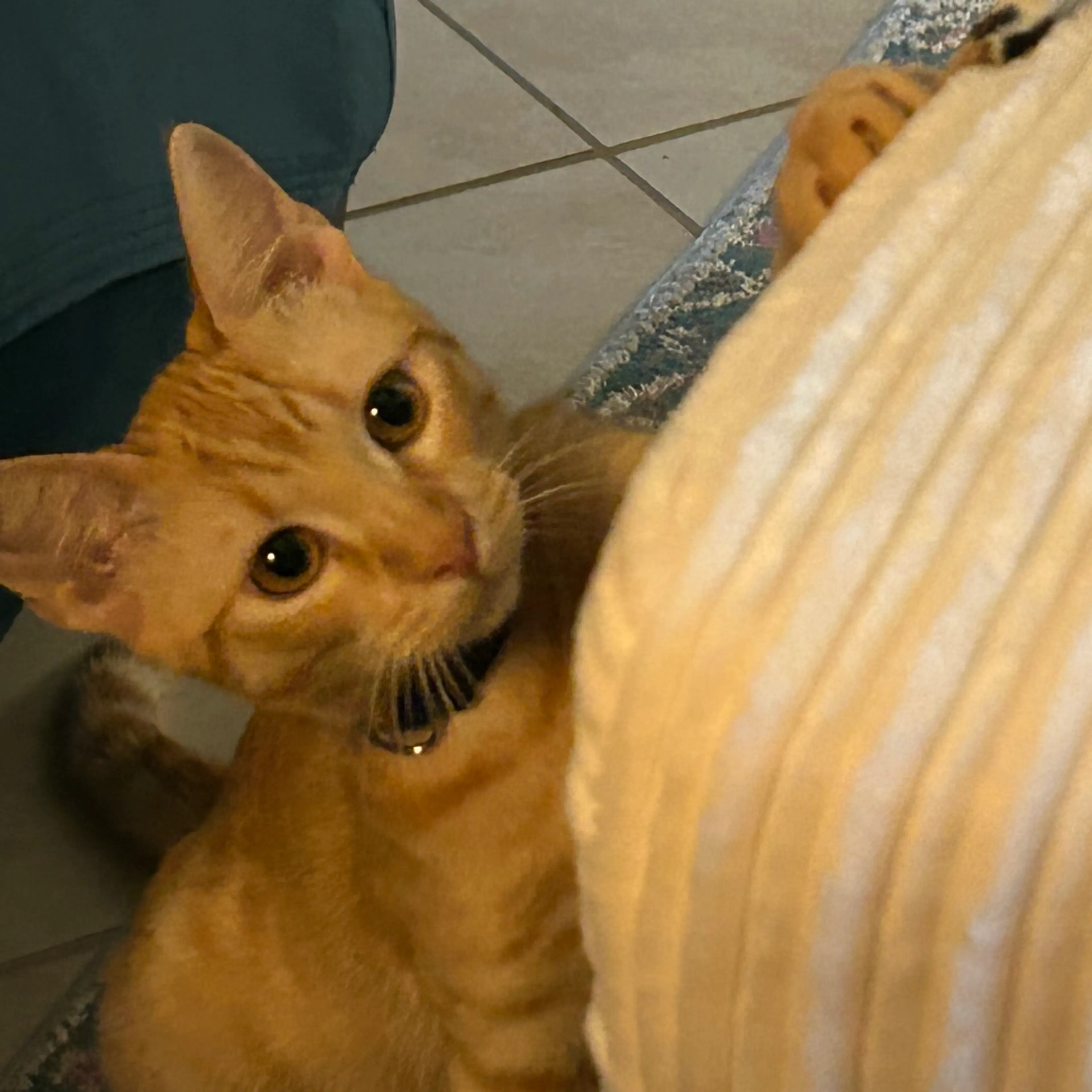 Found pet-6