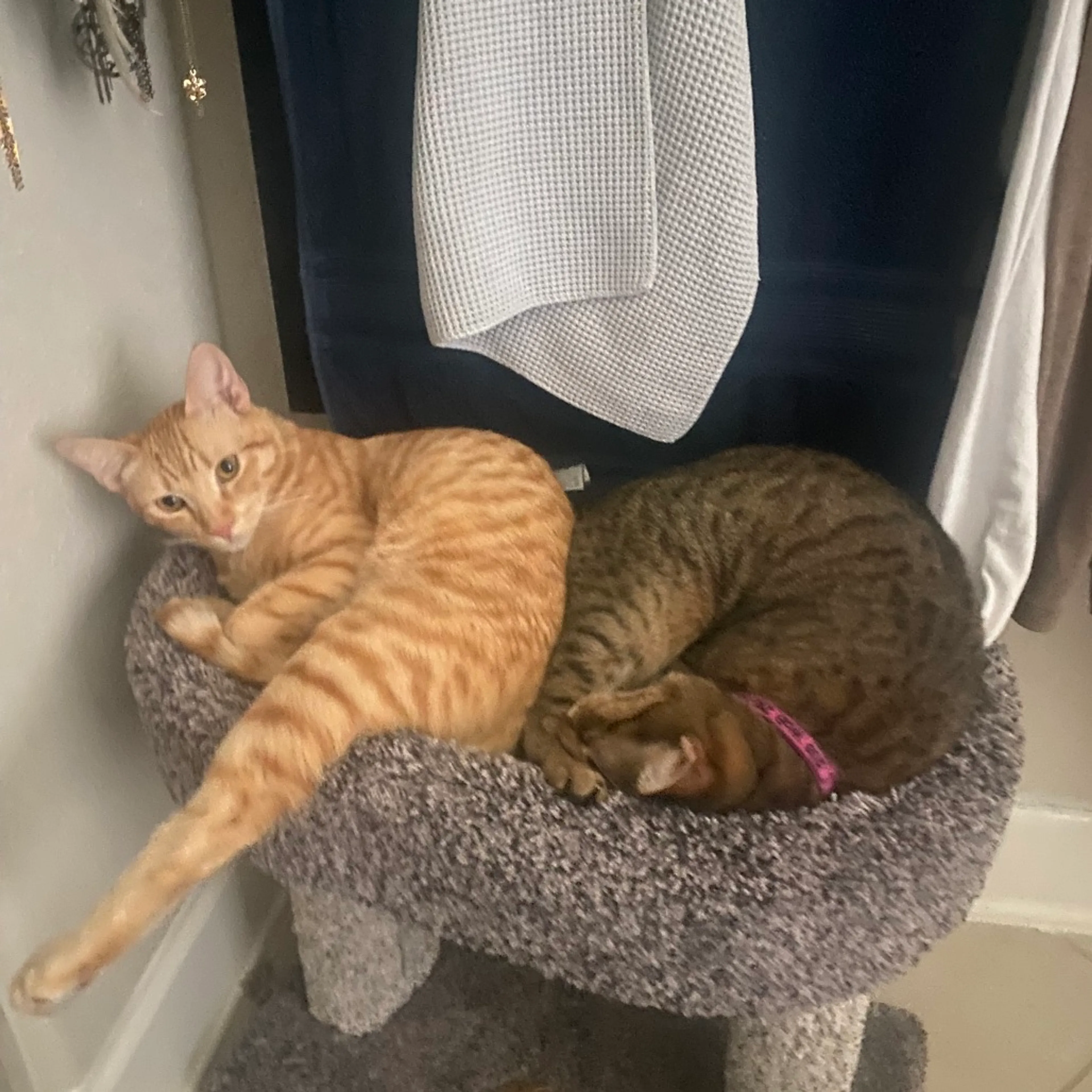 Found pet-9