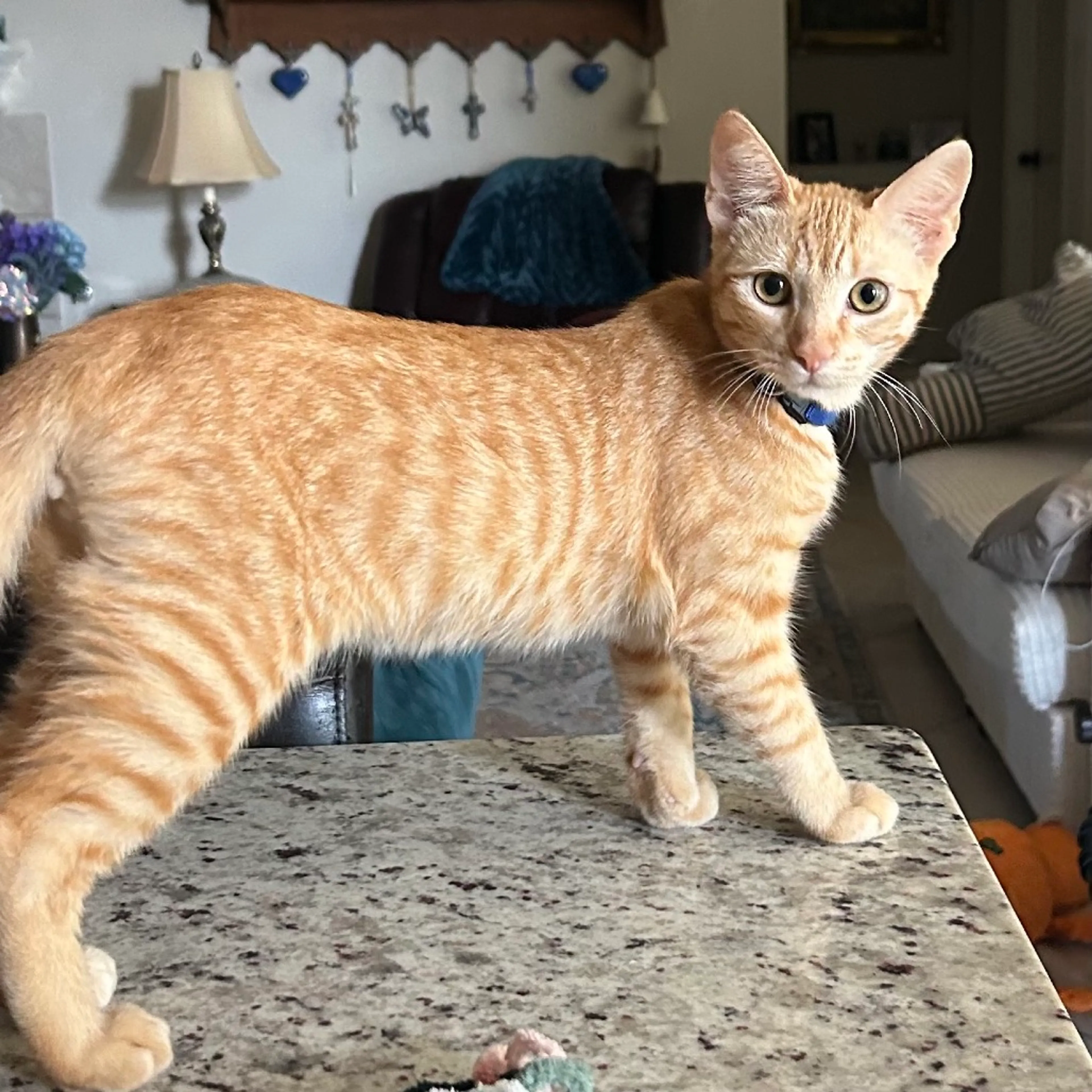 Found pet-2