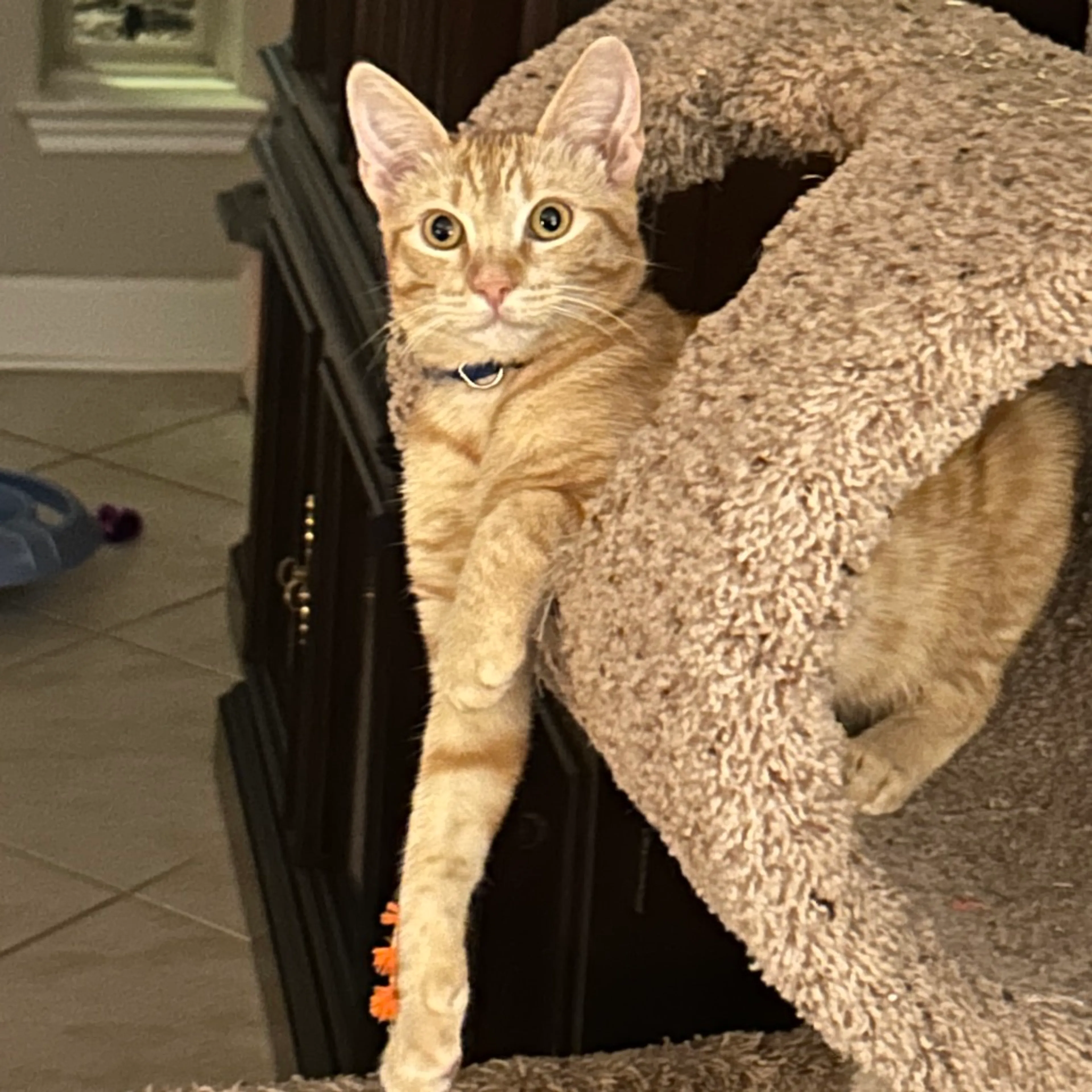 Found pet-4