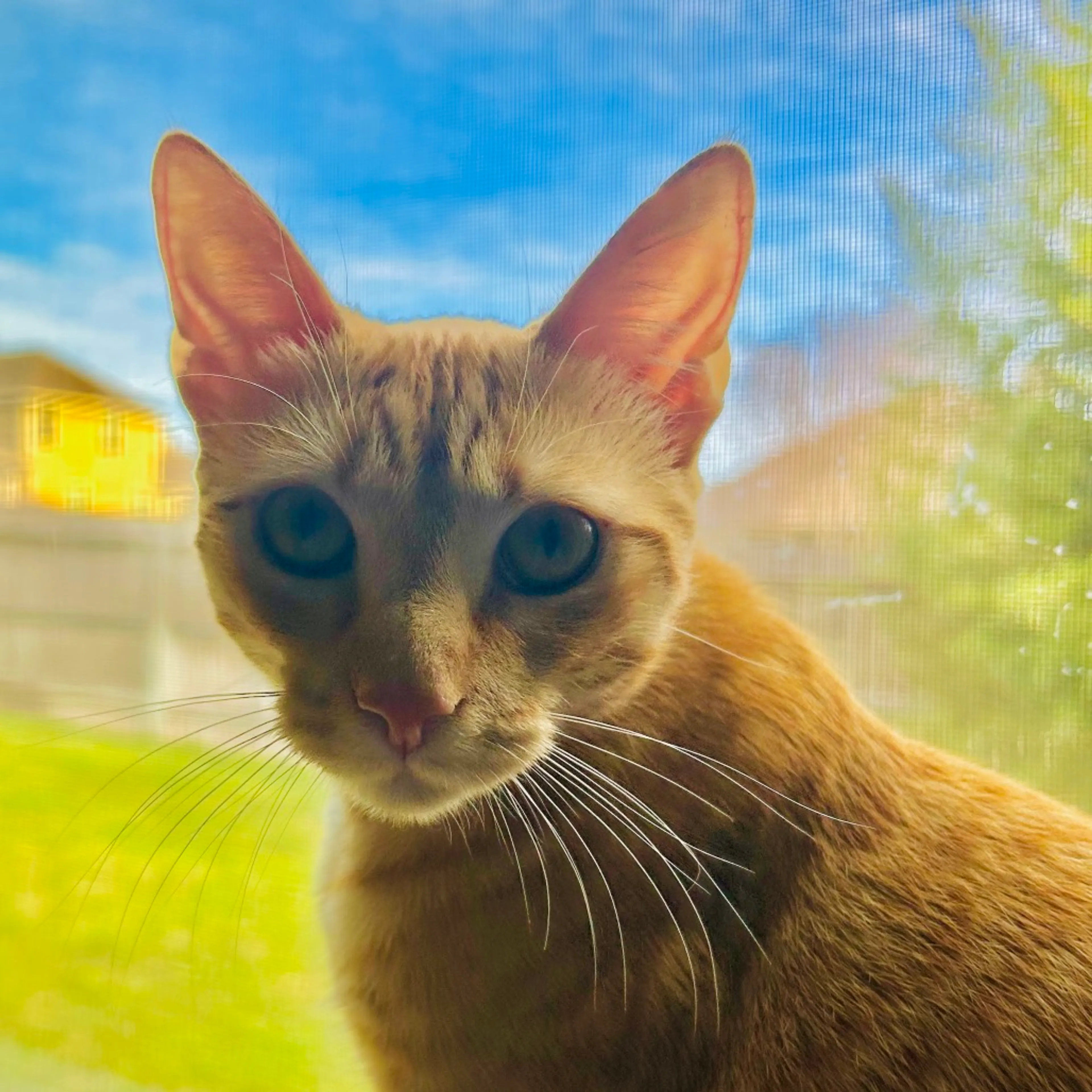 Found pet-0