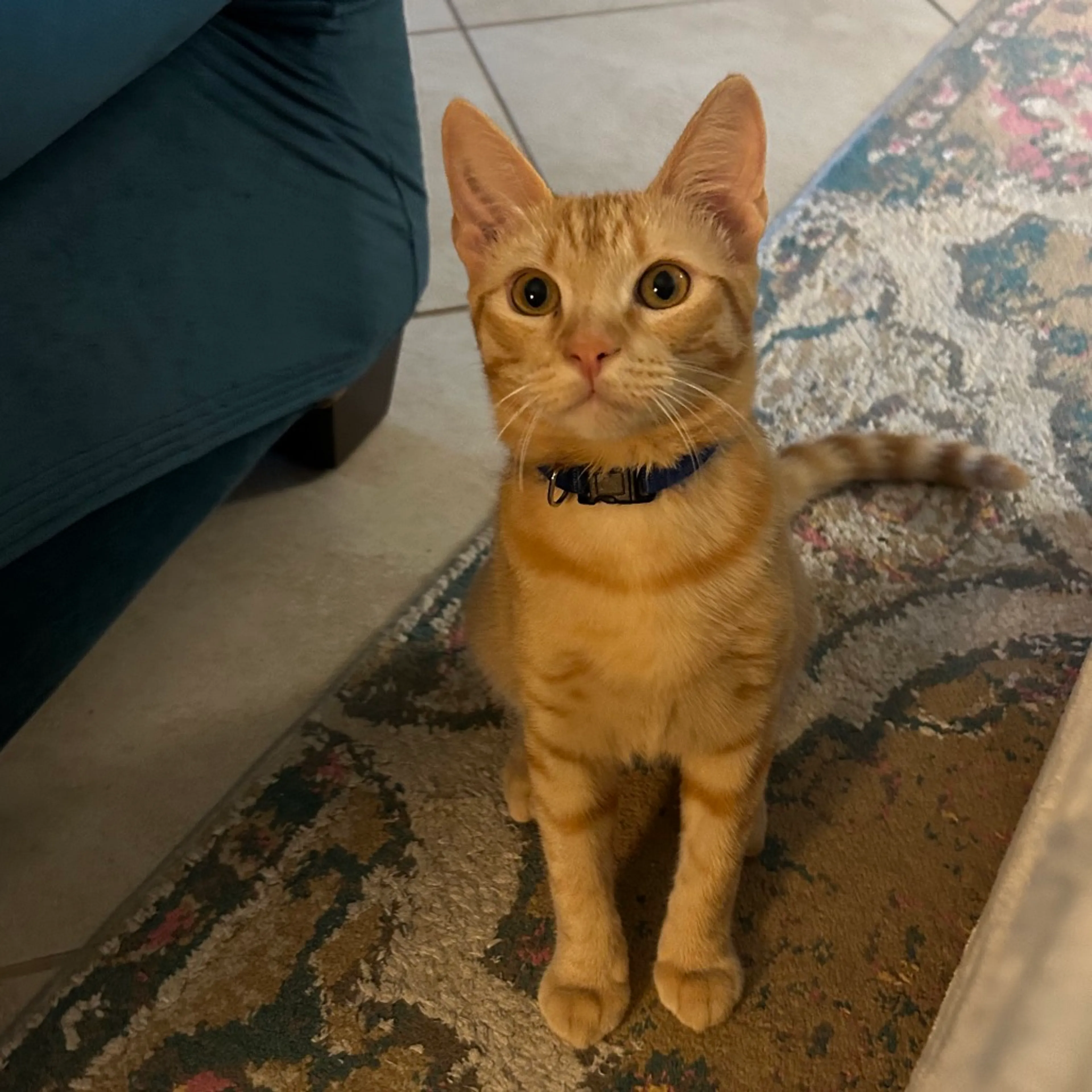 Found pet-5