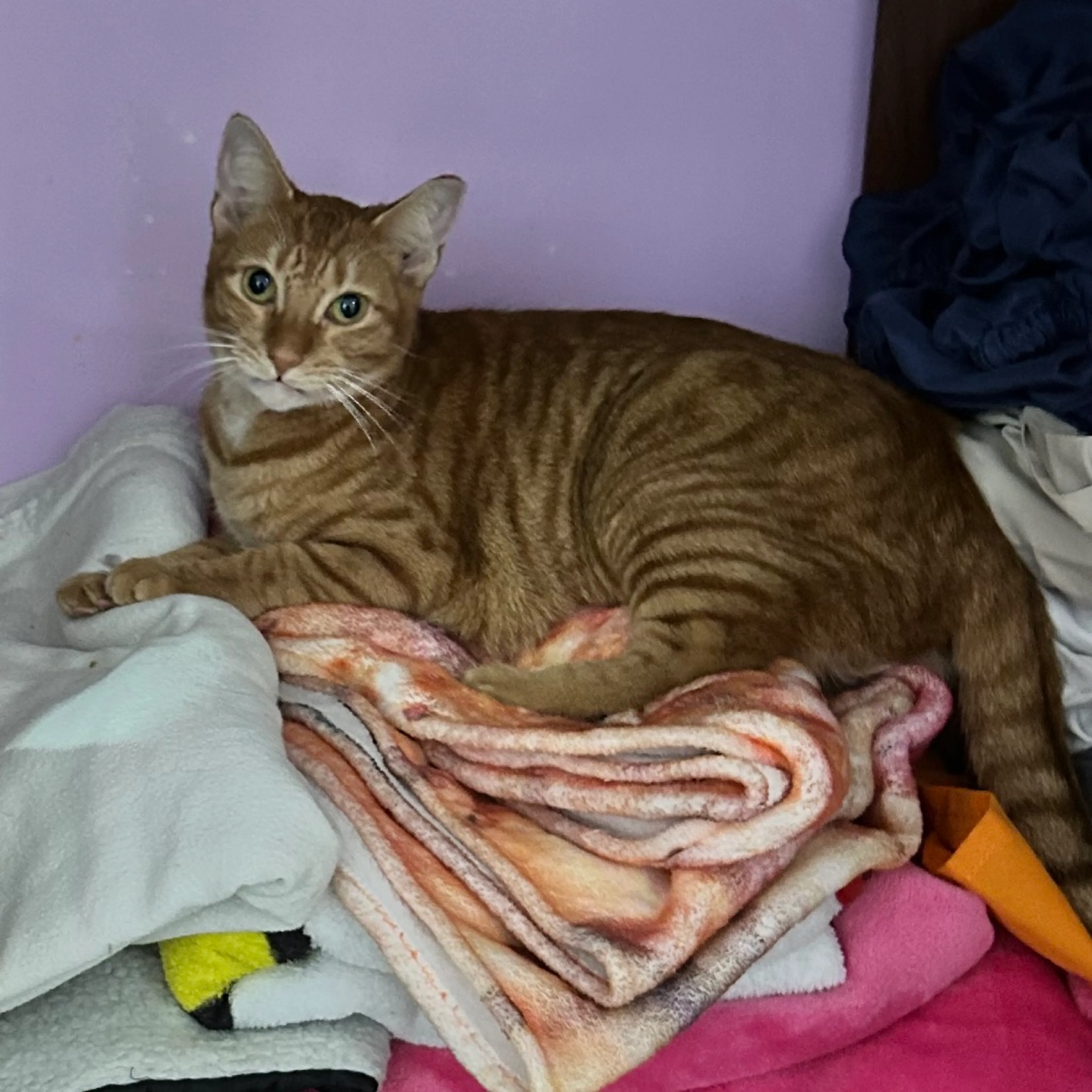 Found pet-4