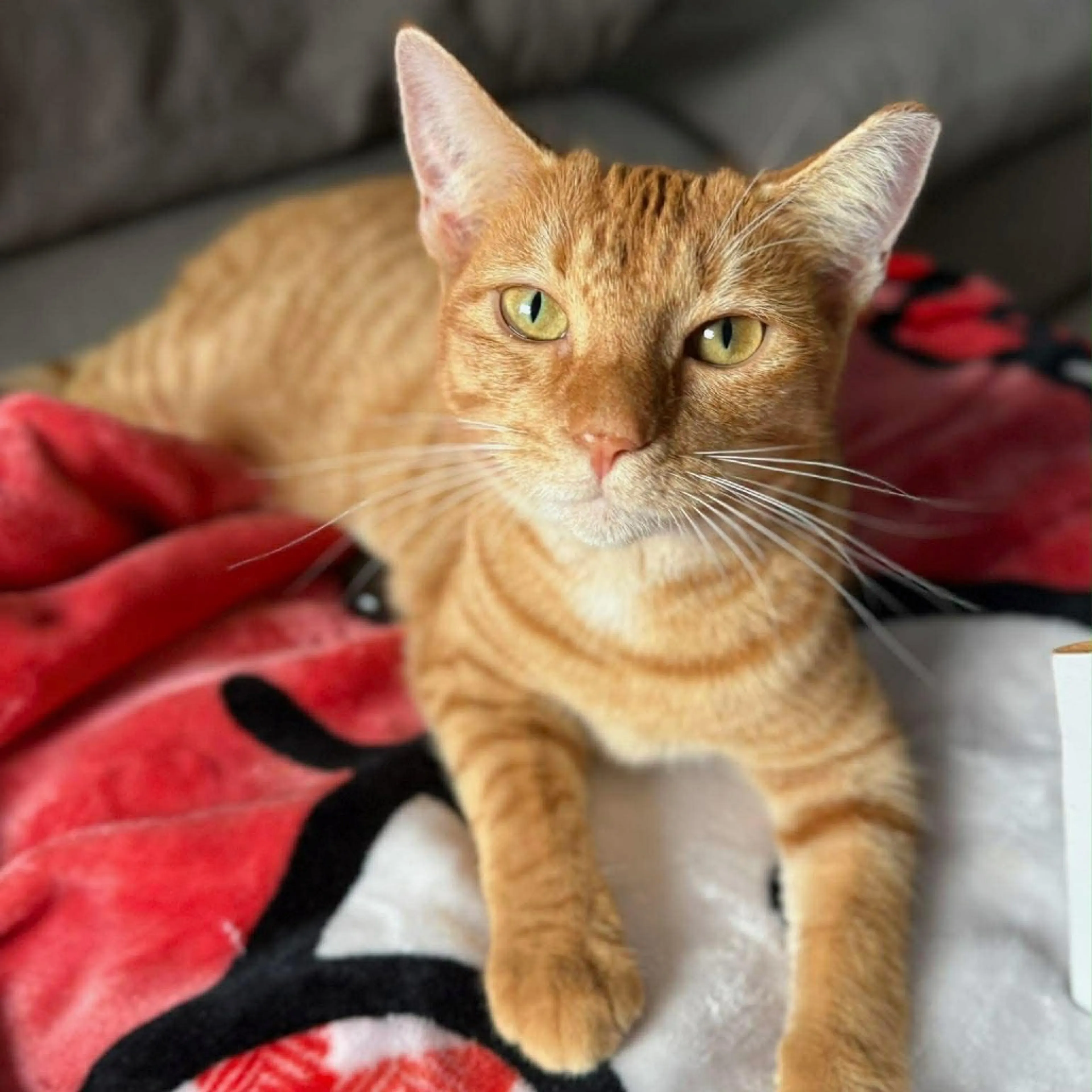 Found pet-1