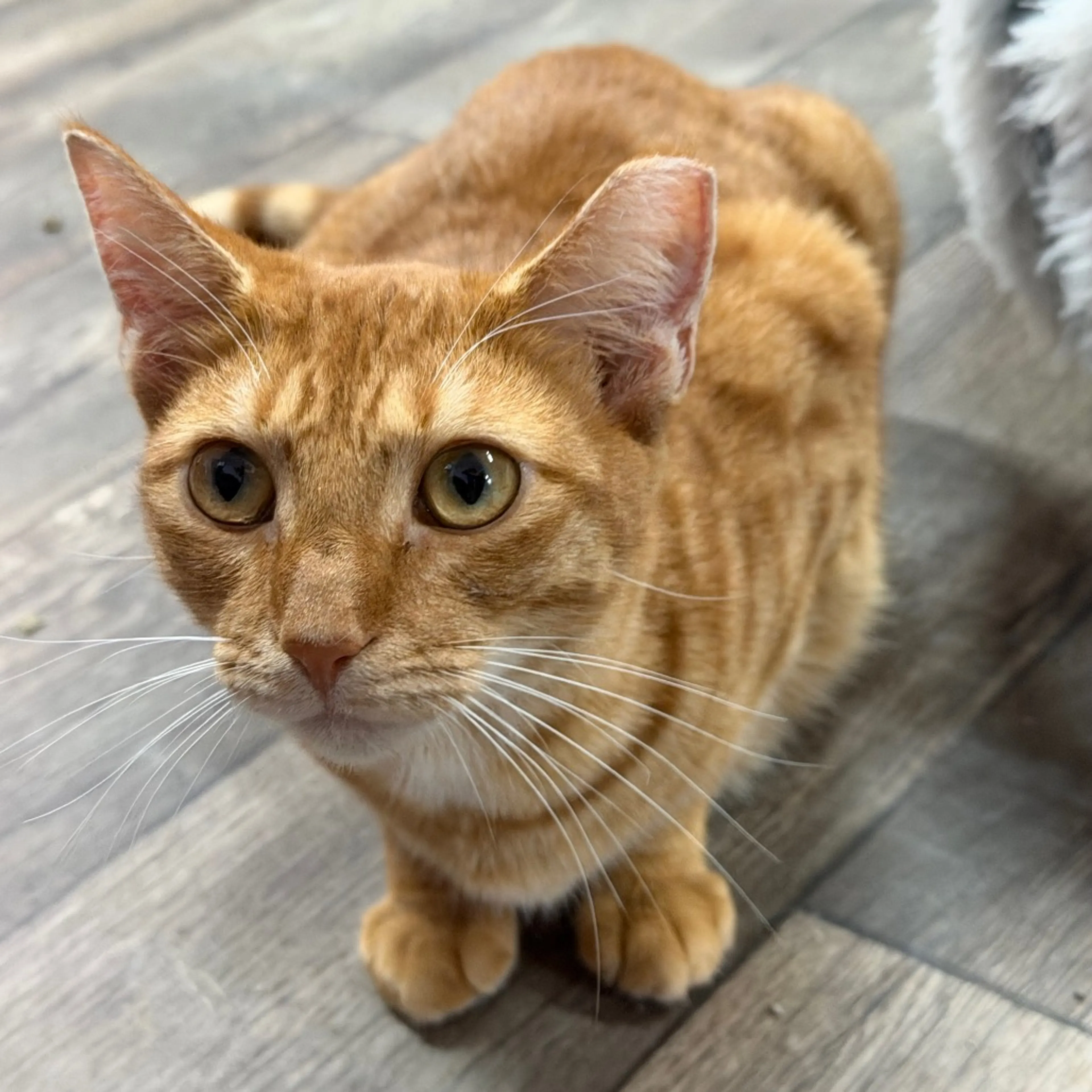 Found pet-3