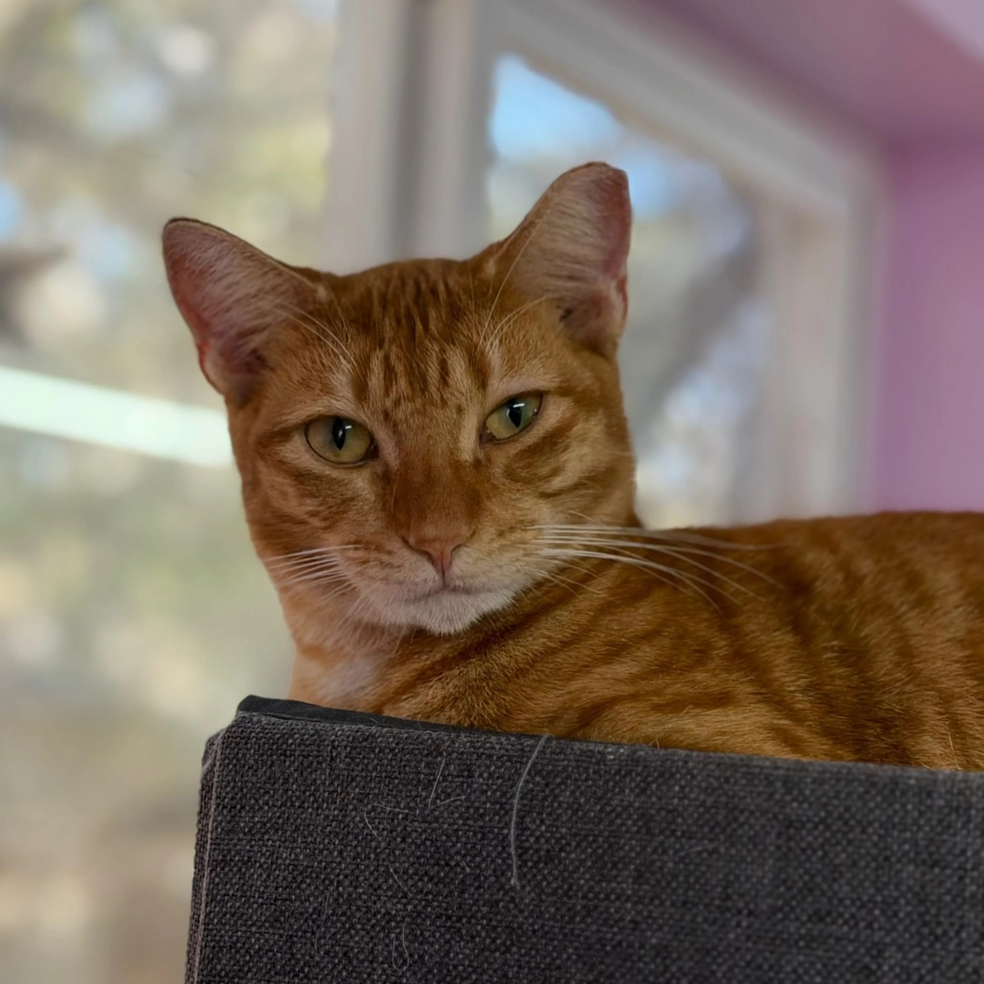 Found pet-2