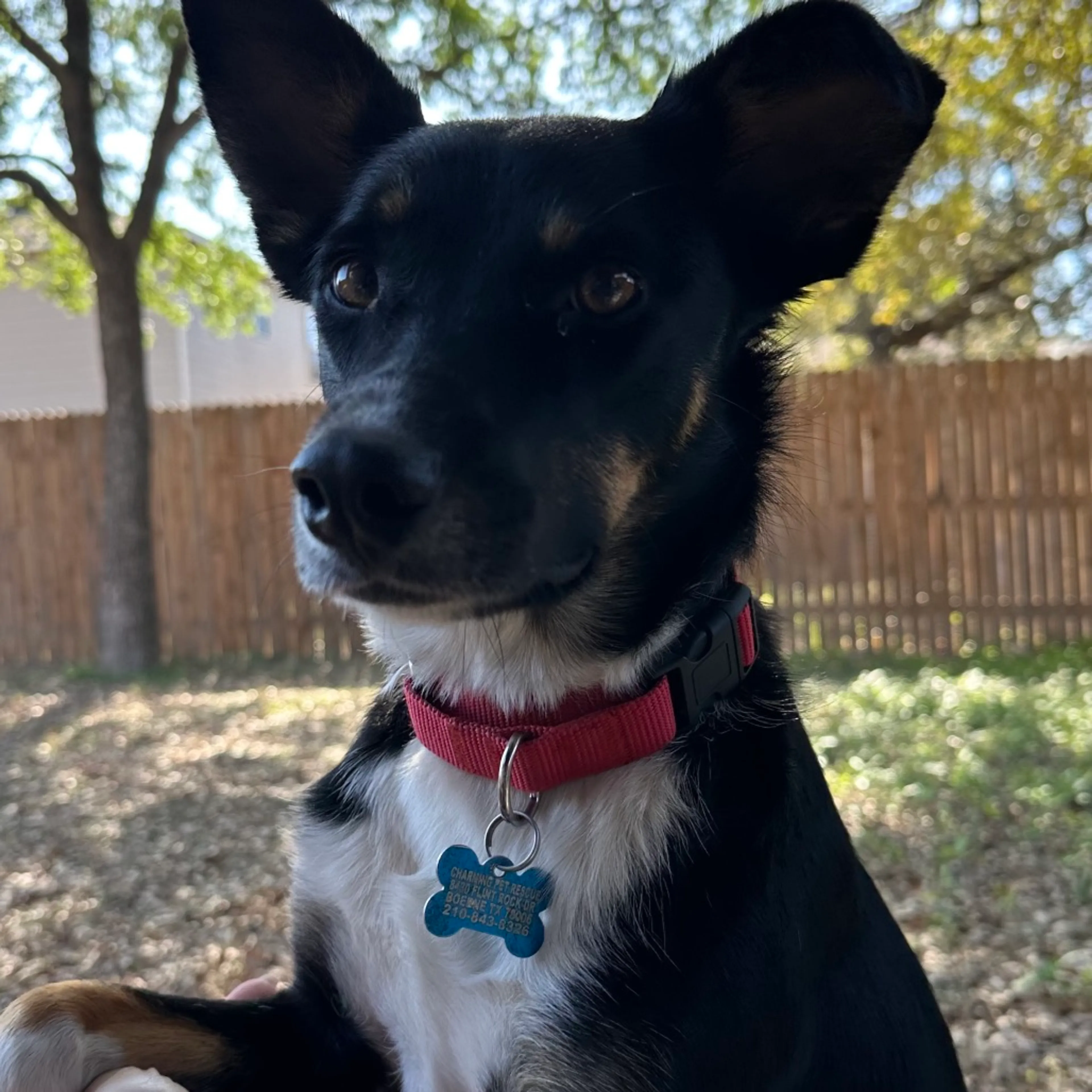 Found pet-1