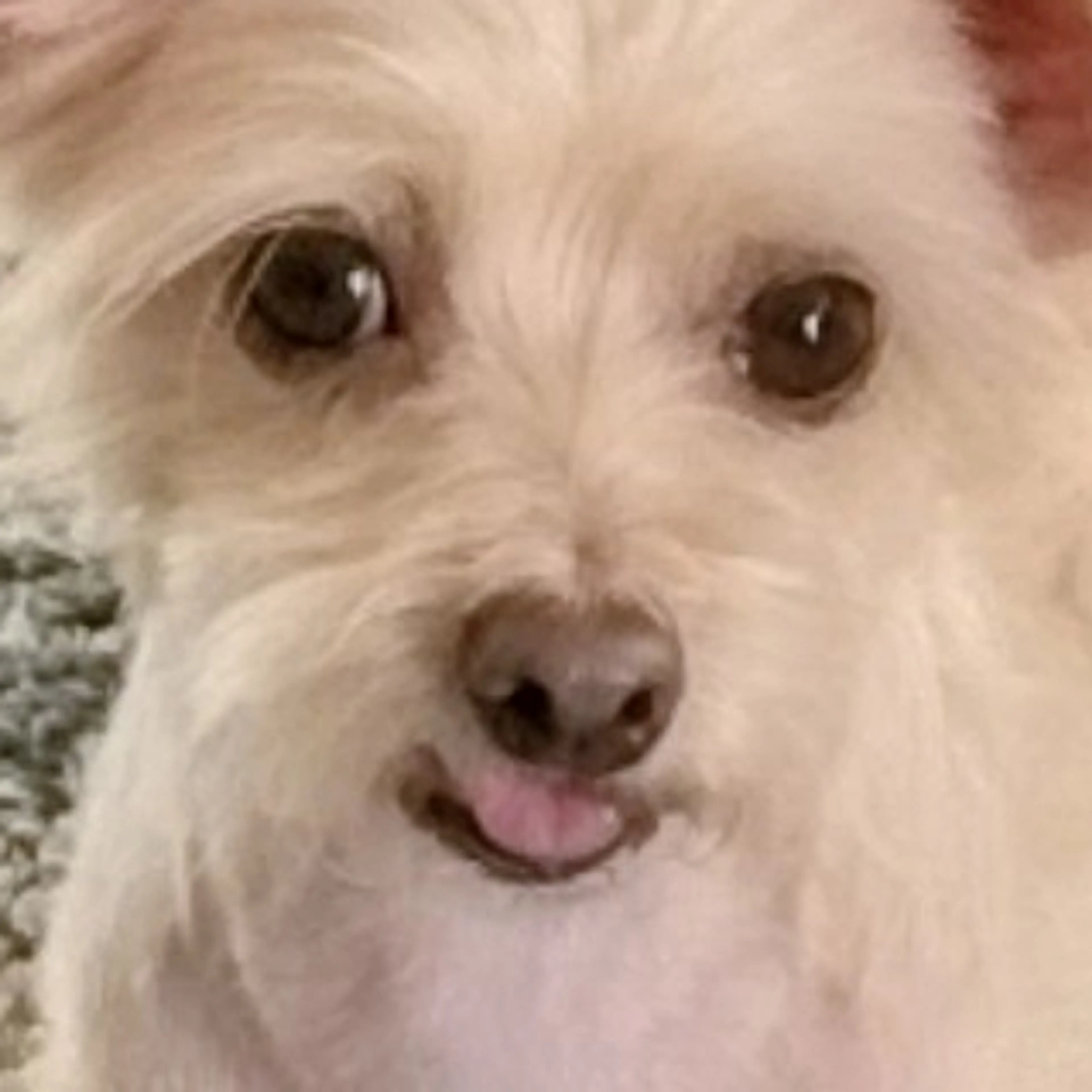 Lost pet-1