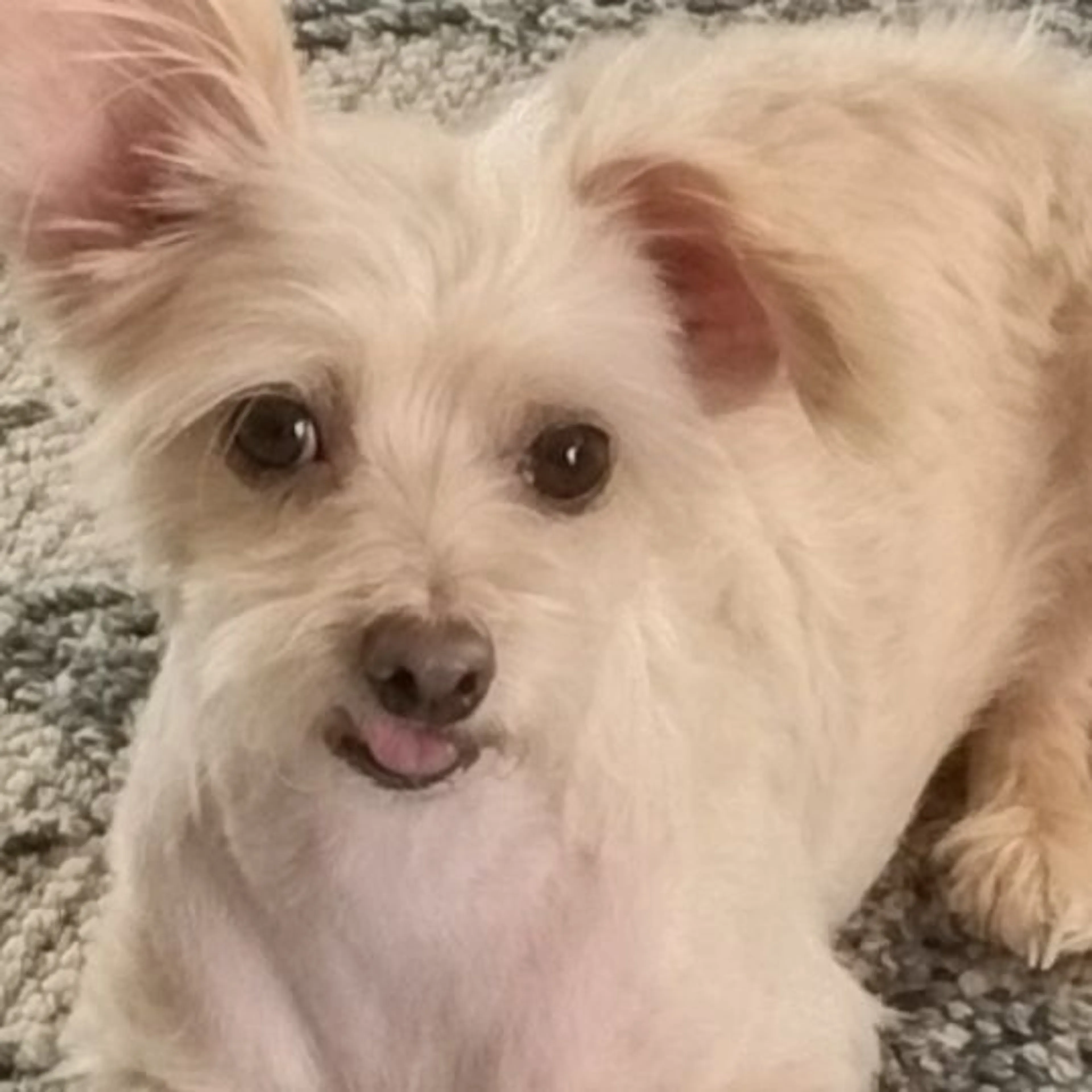 Lost pet-0