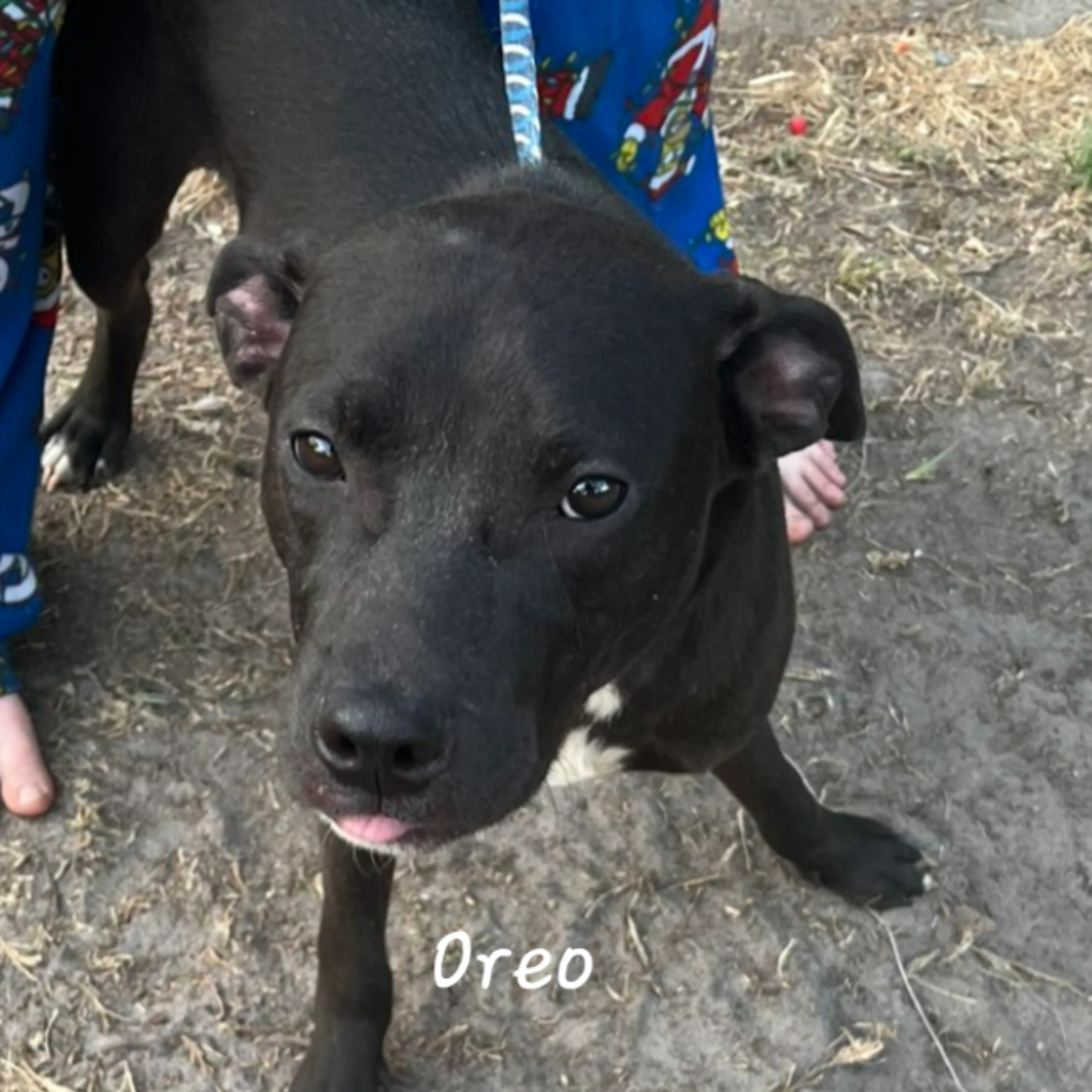 Found pet-2