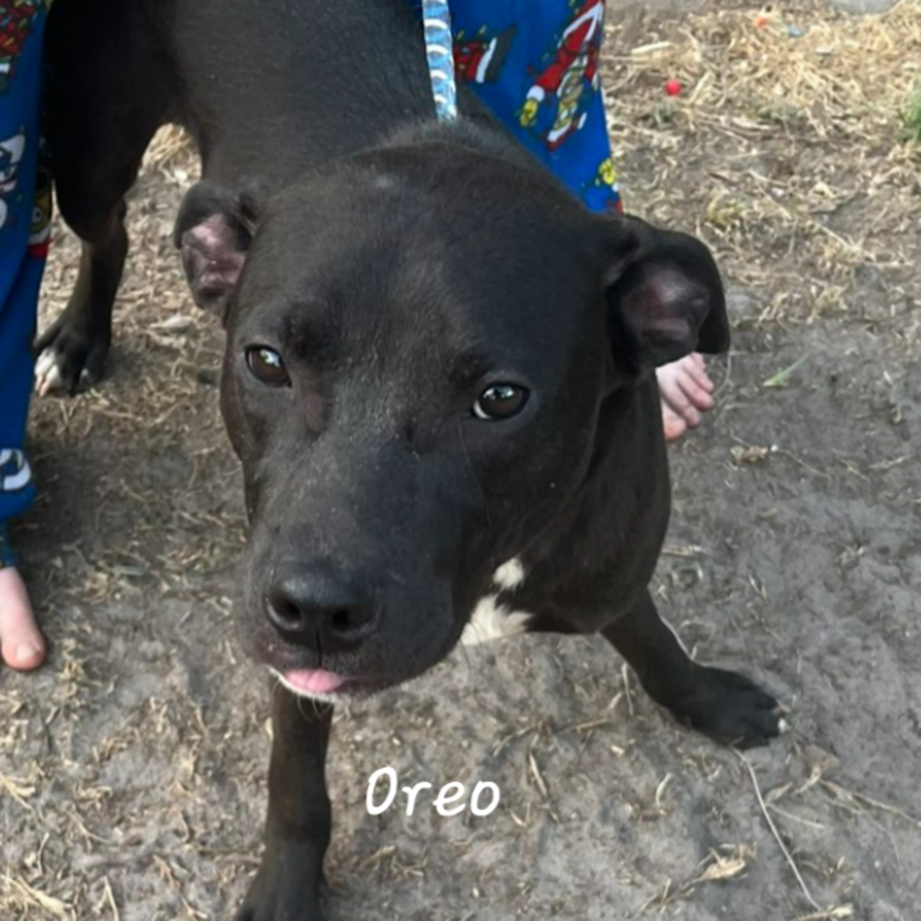 Found pet-1