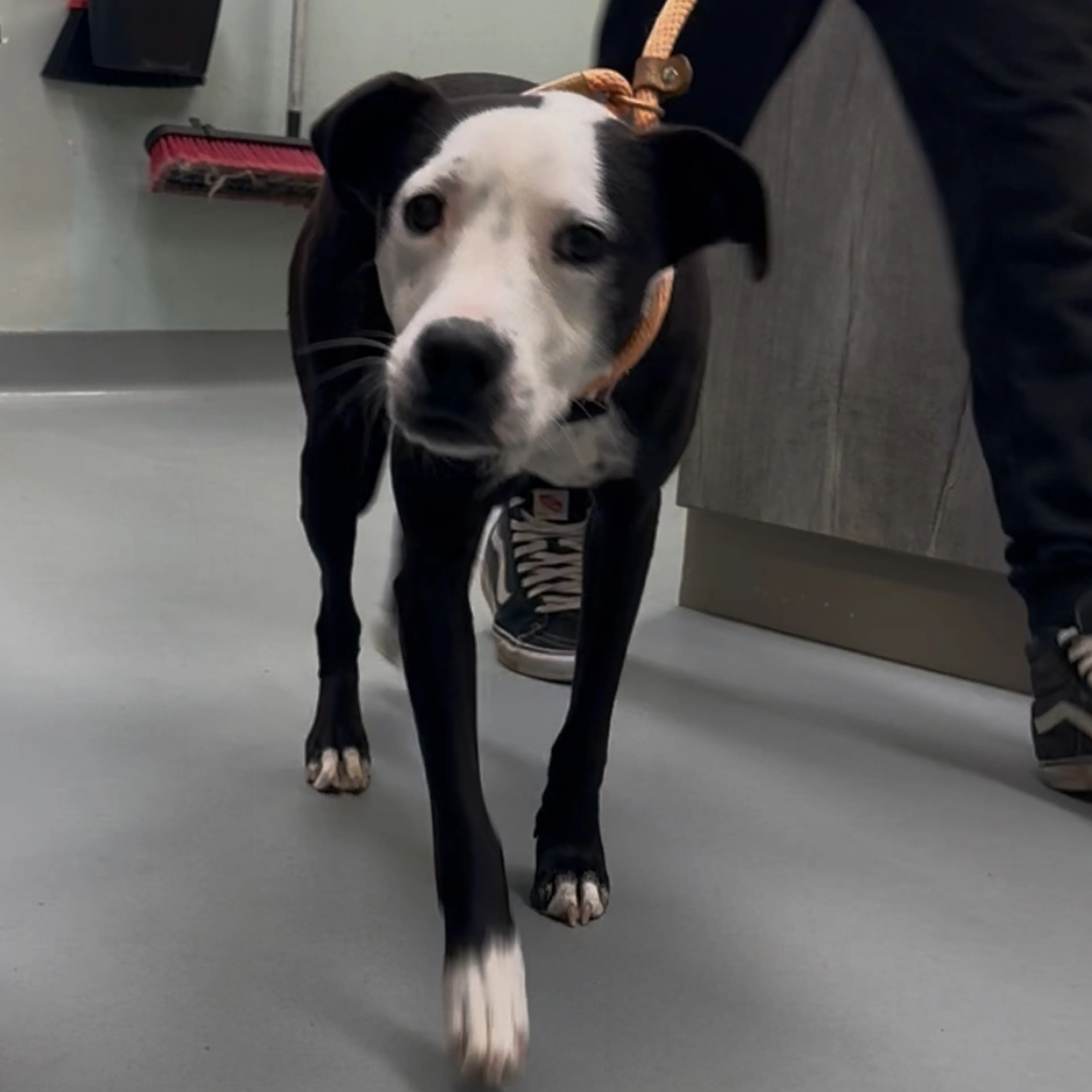 Found pet-2
