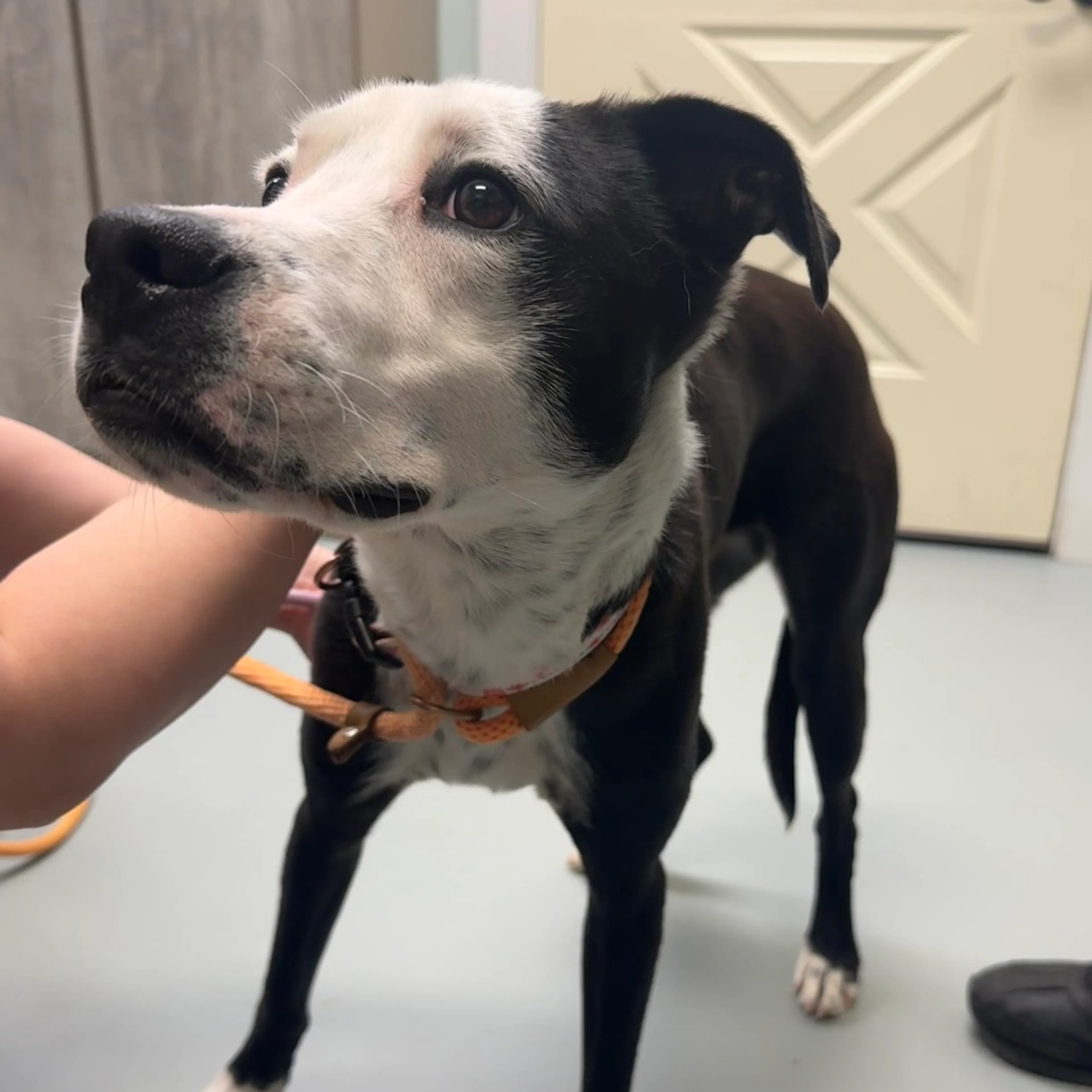 Found pet-1