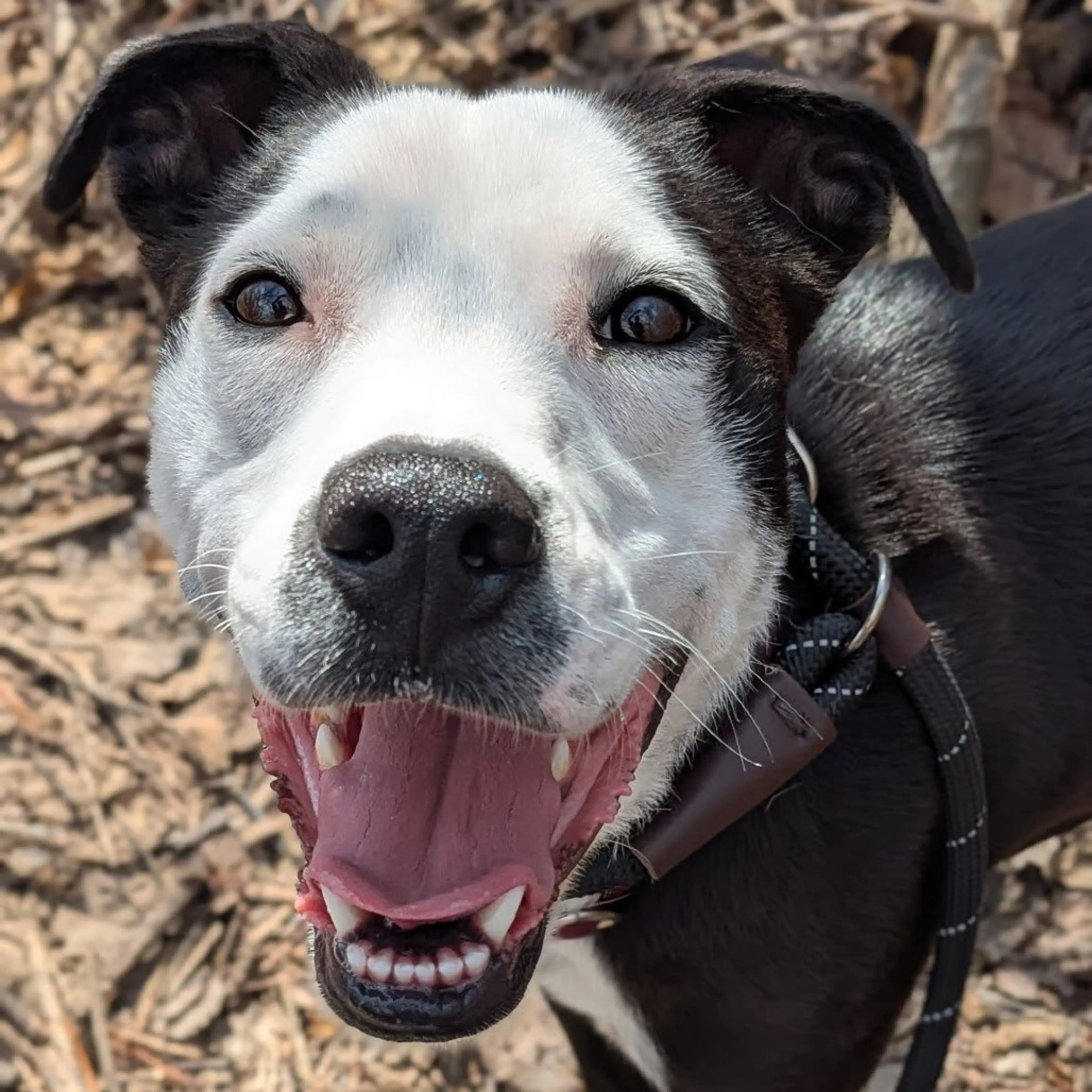 Found pet-4
