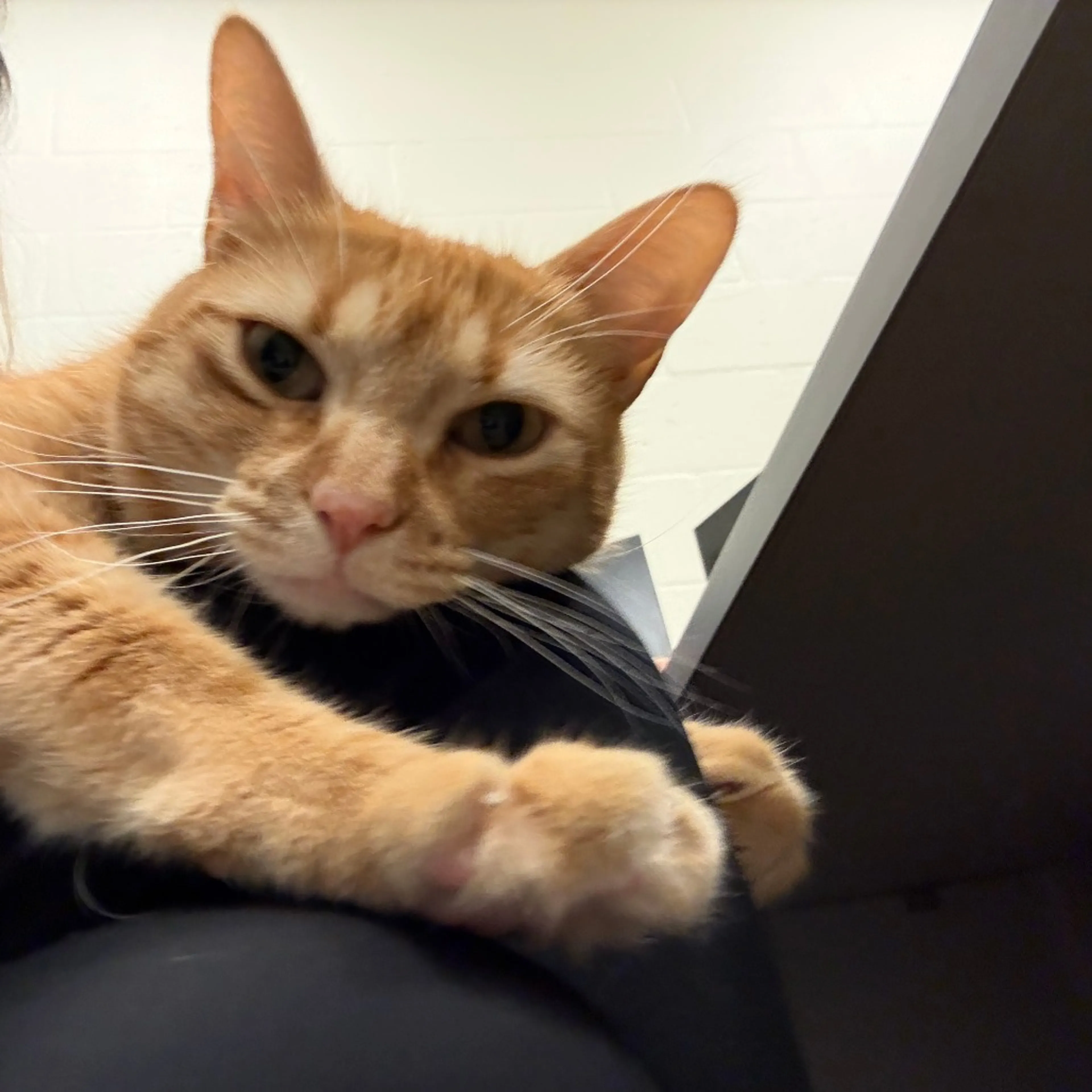 Found pet-2
