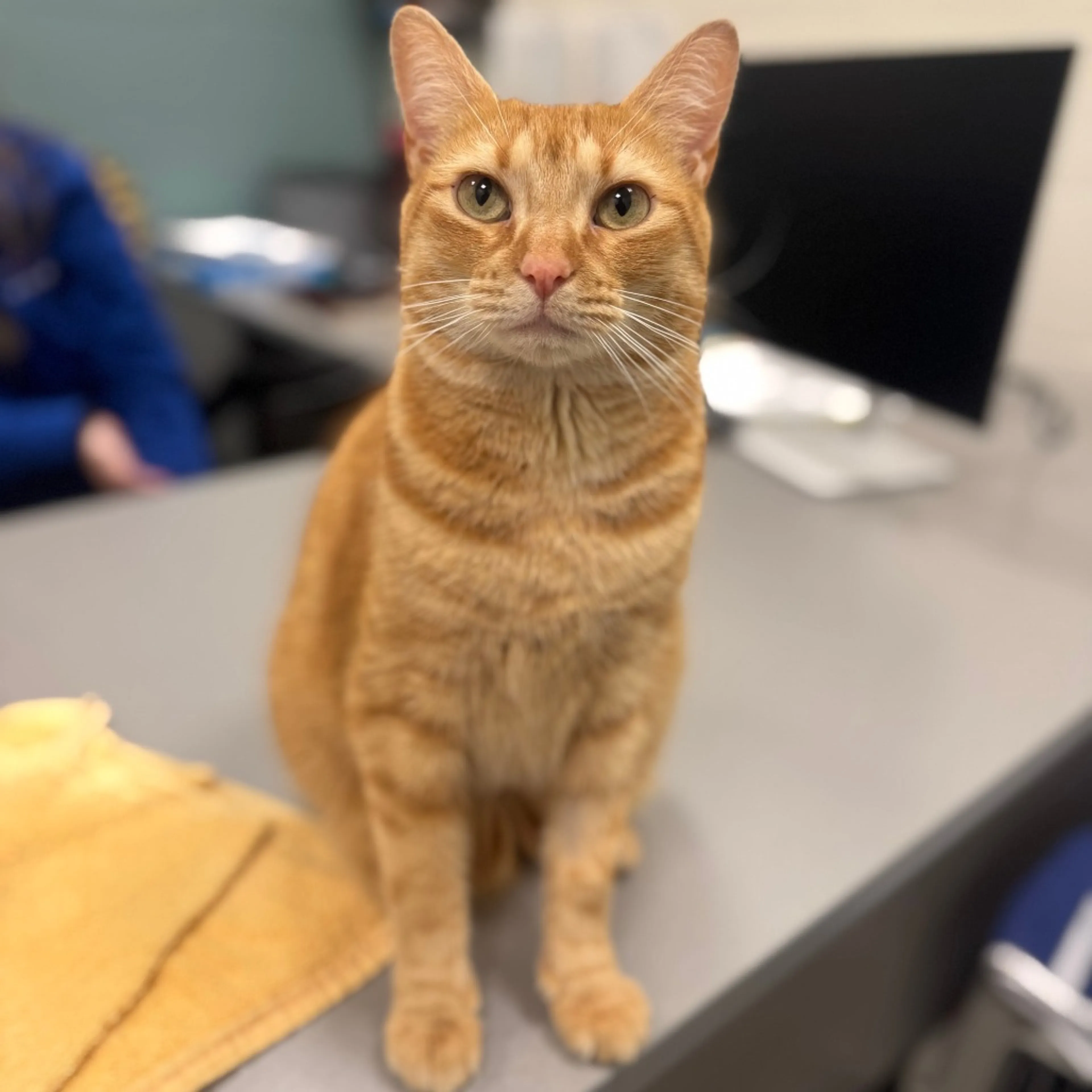 Found pet-1