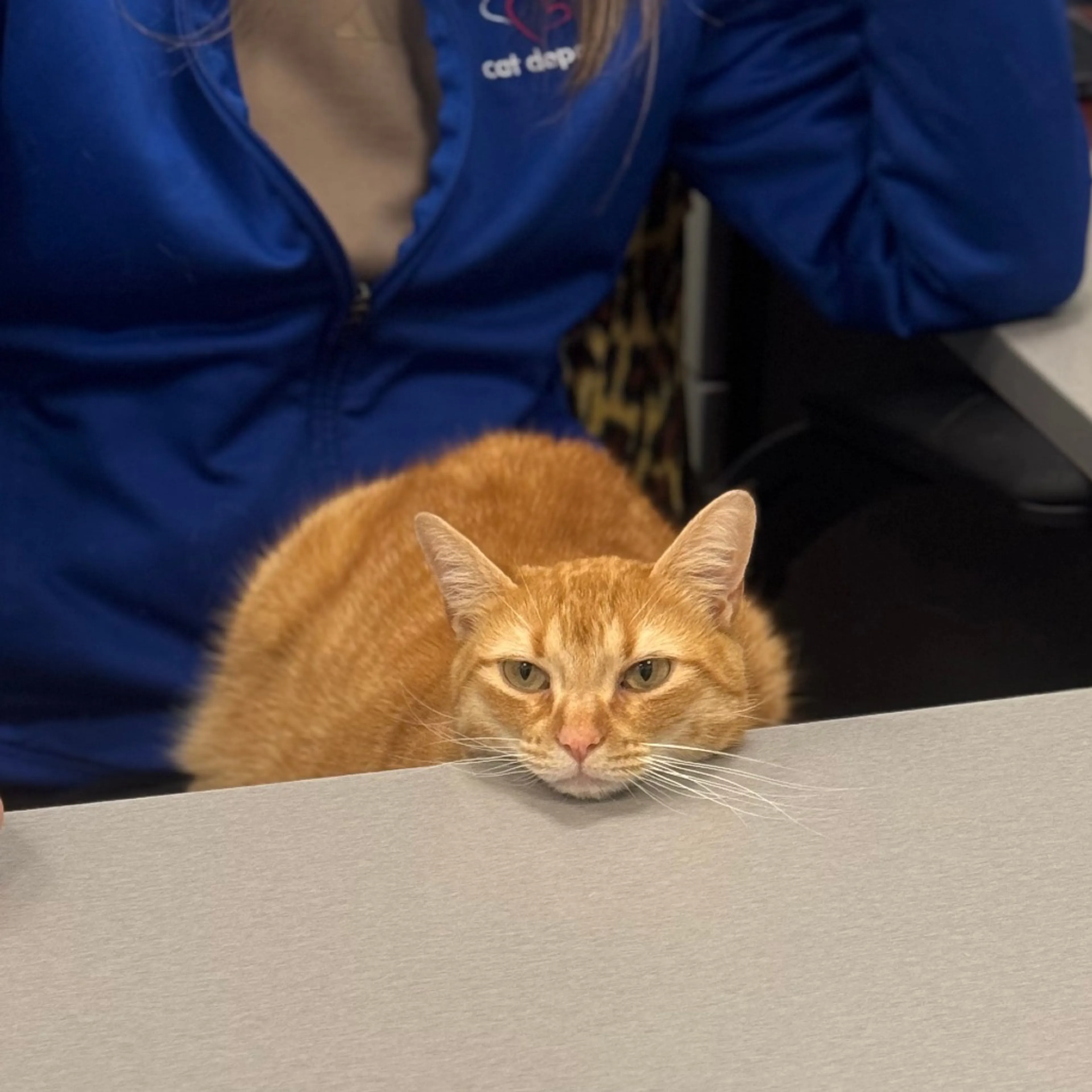 Found pet-3