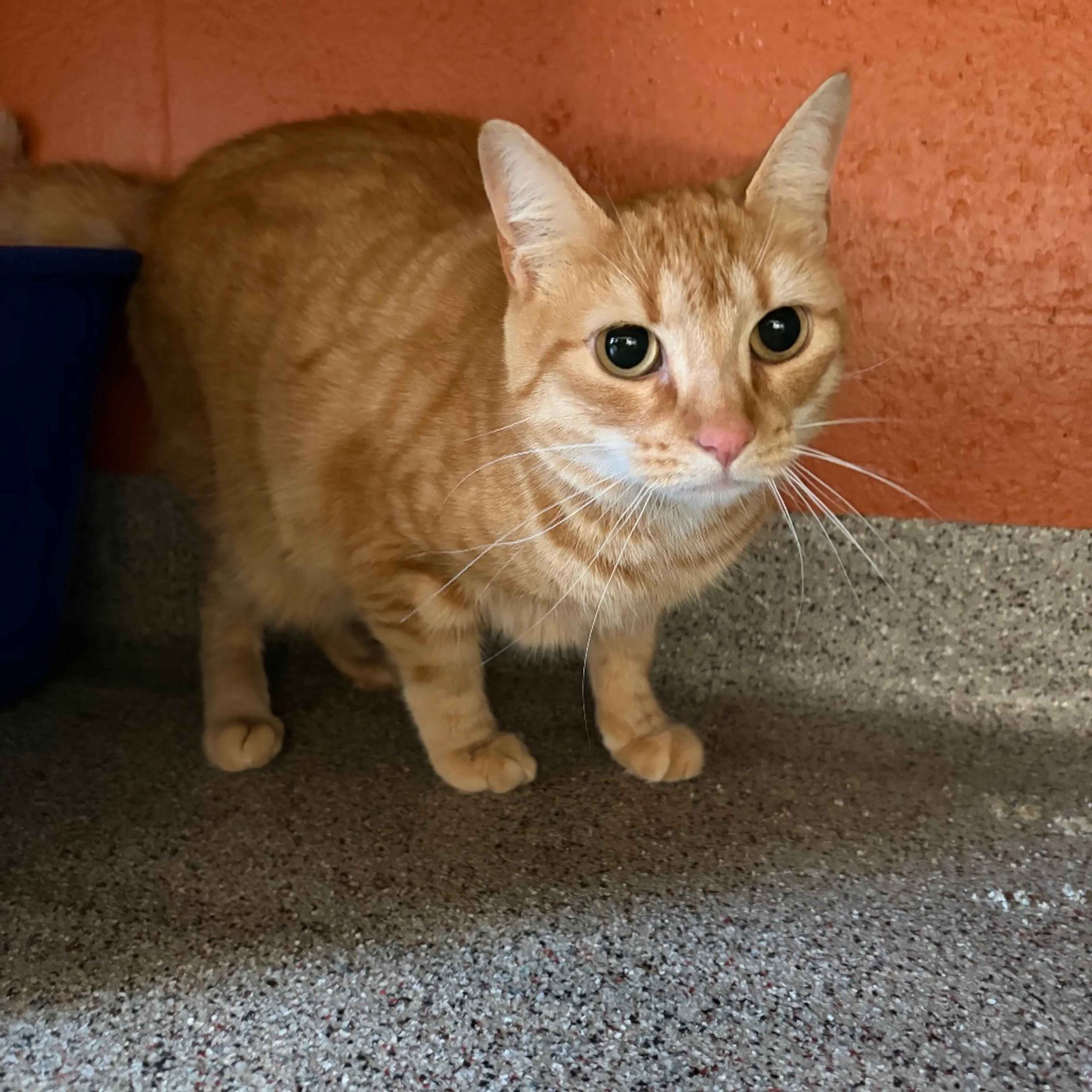 Found pet-6