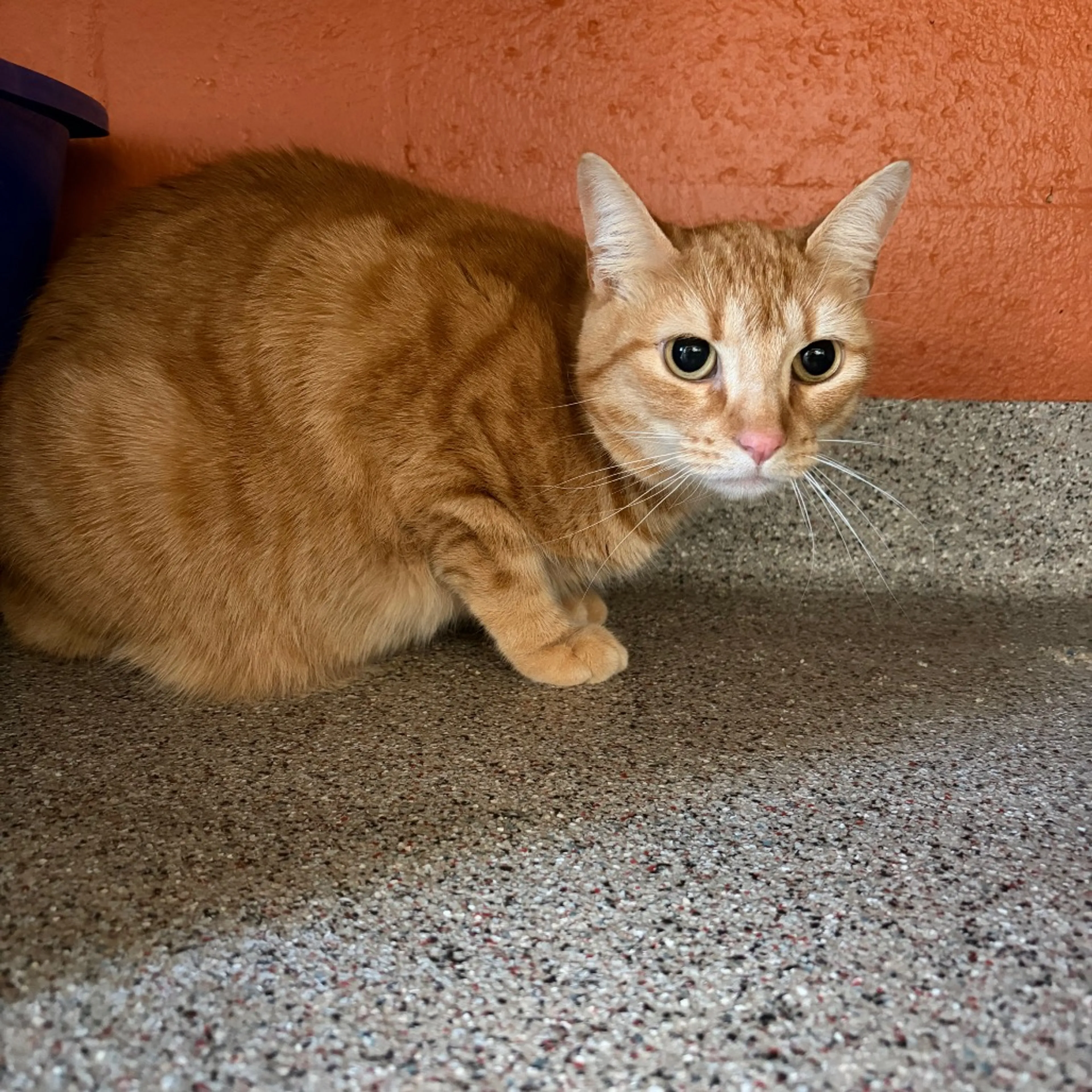 Found pet-5