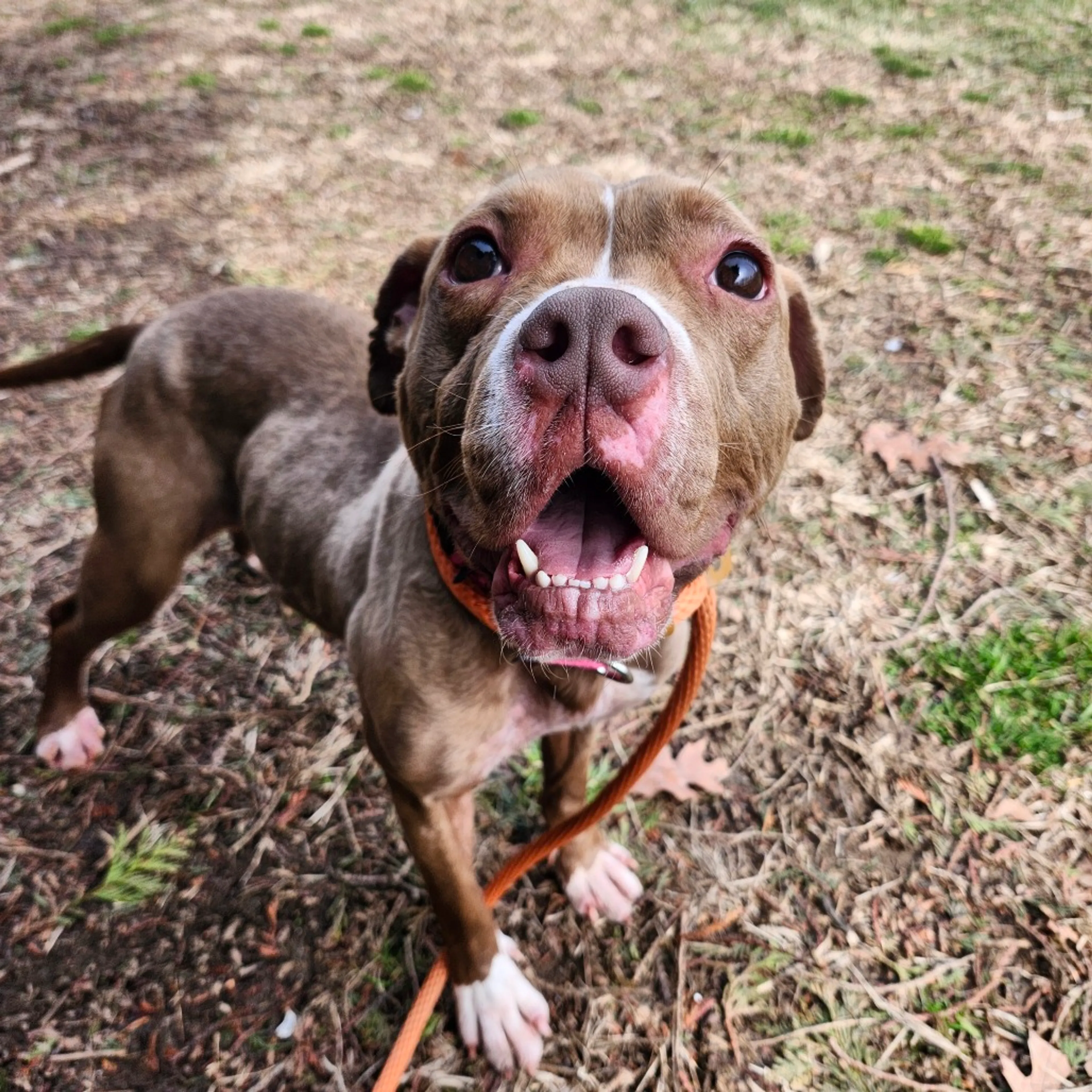 Found pet-4