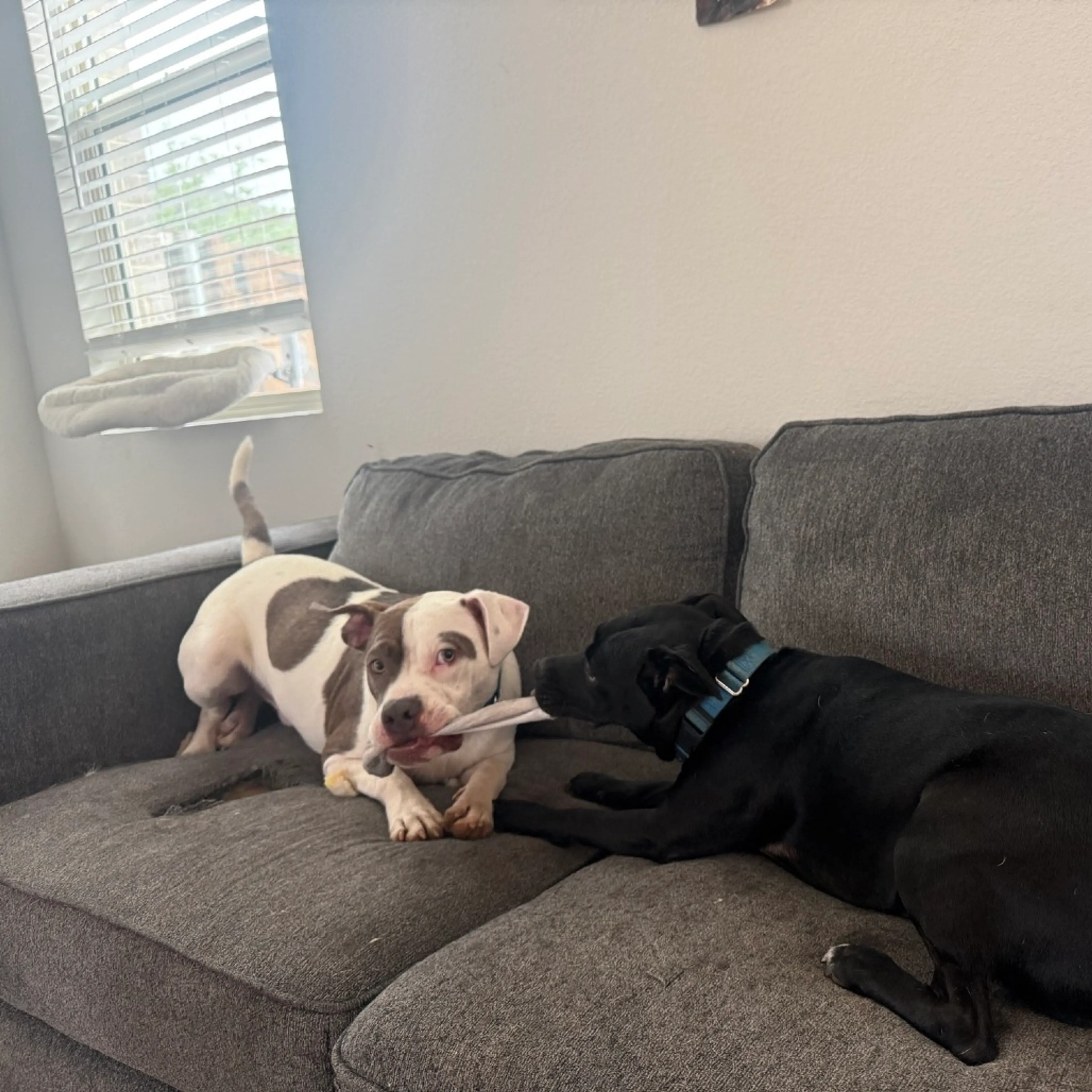 Found pet-22