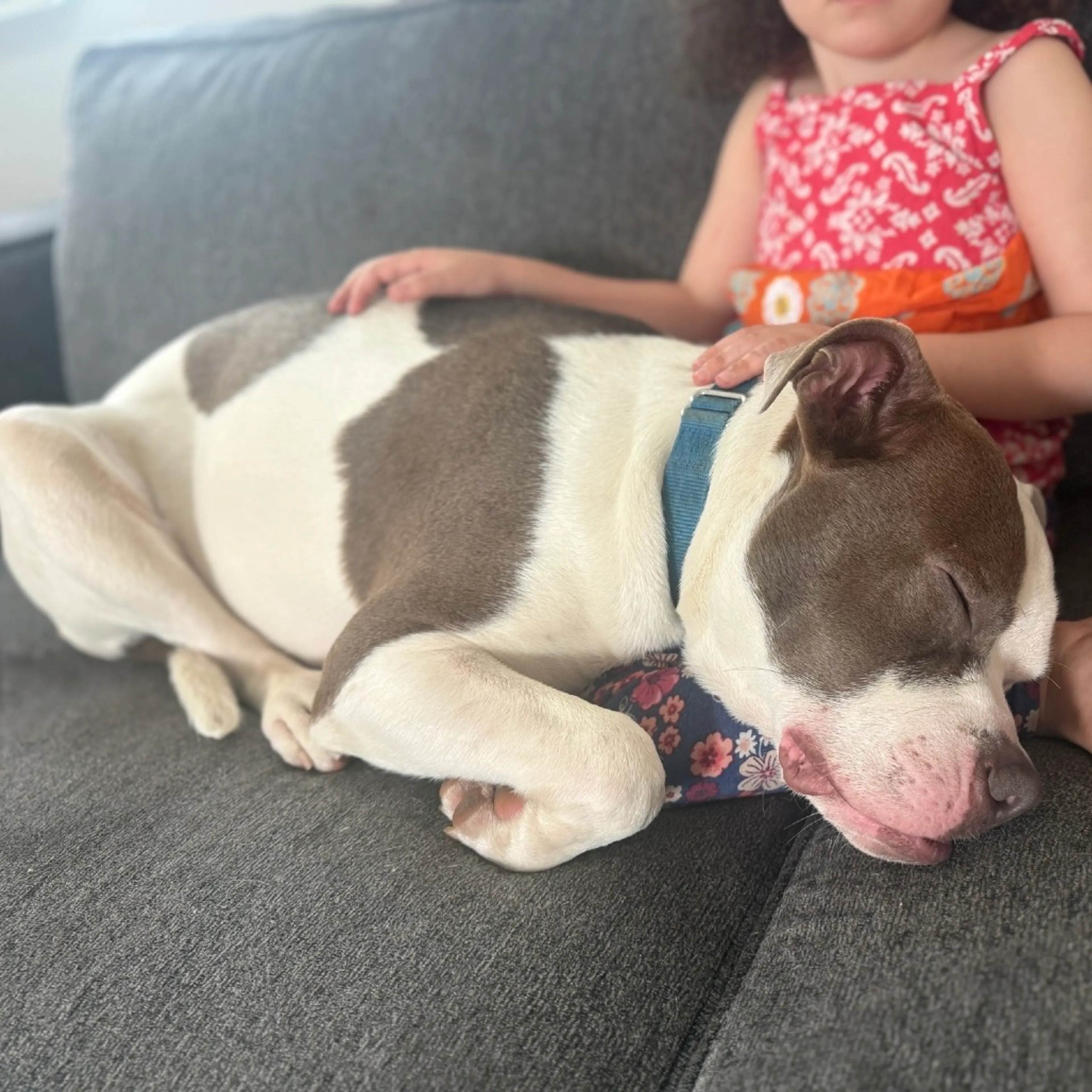 Found pet-16