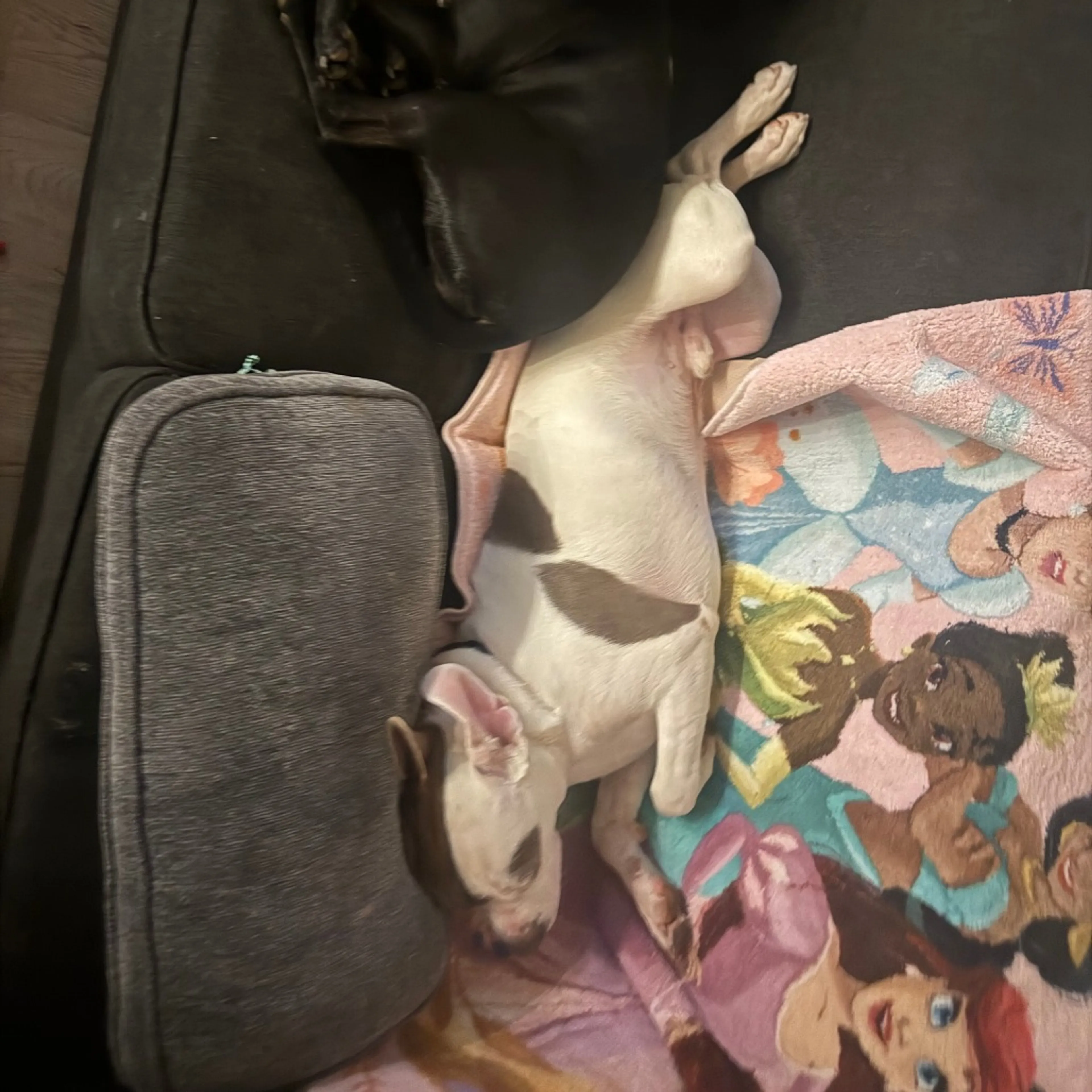 Found pet-17