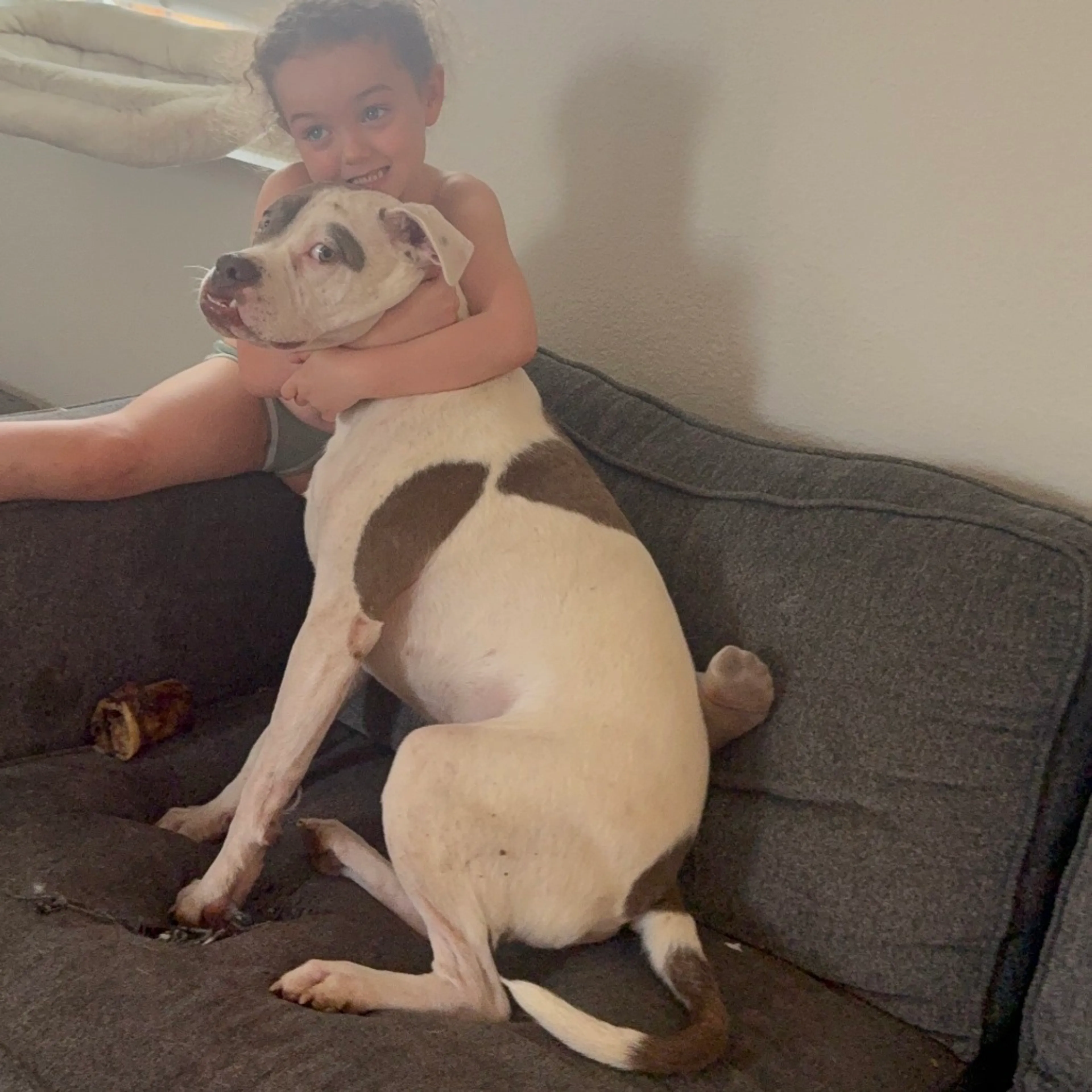 Found pet-23