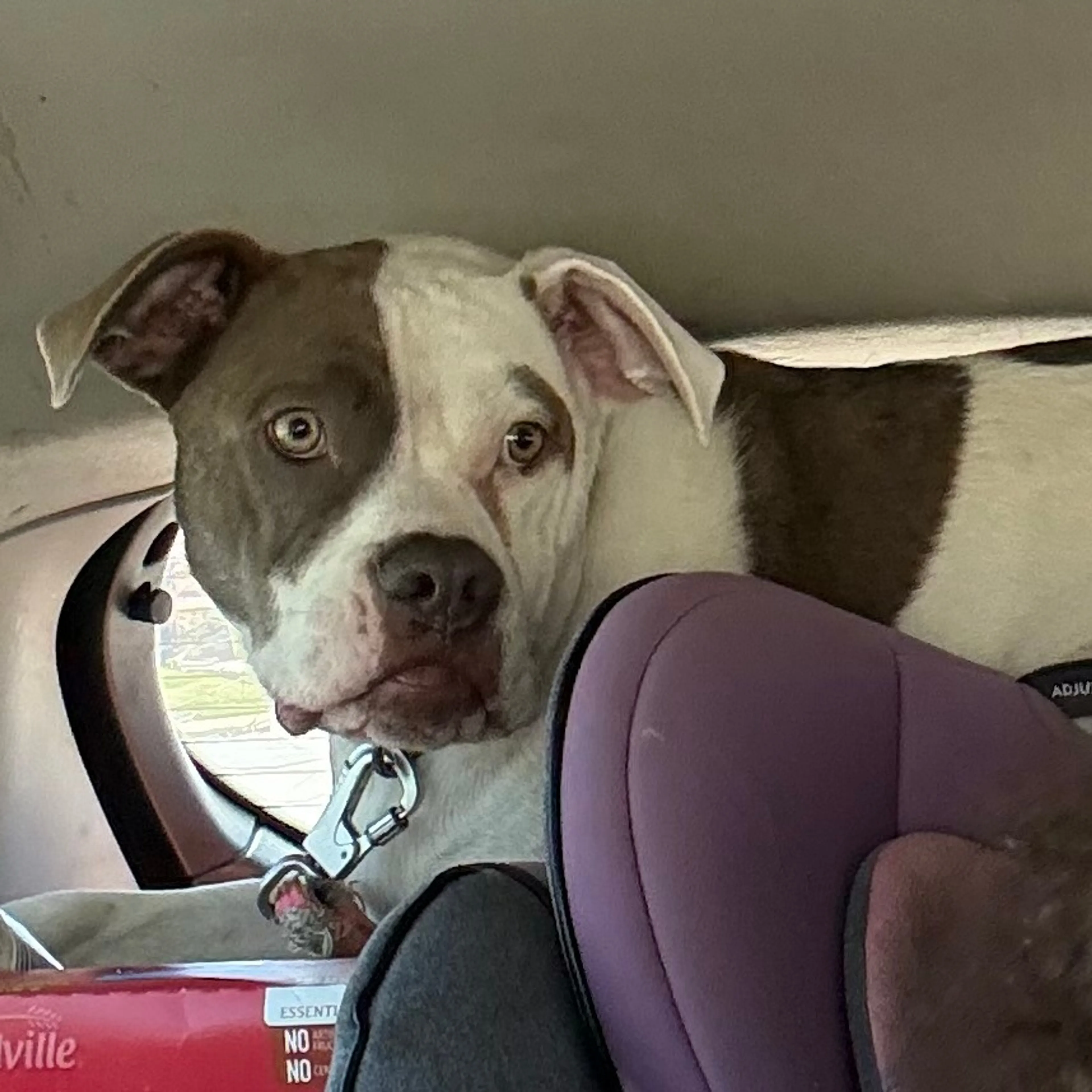 Found pet-24