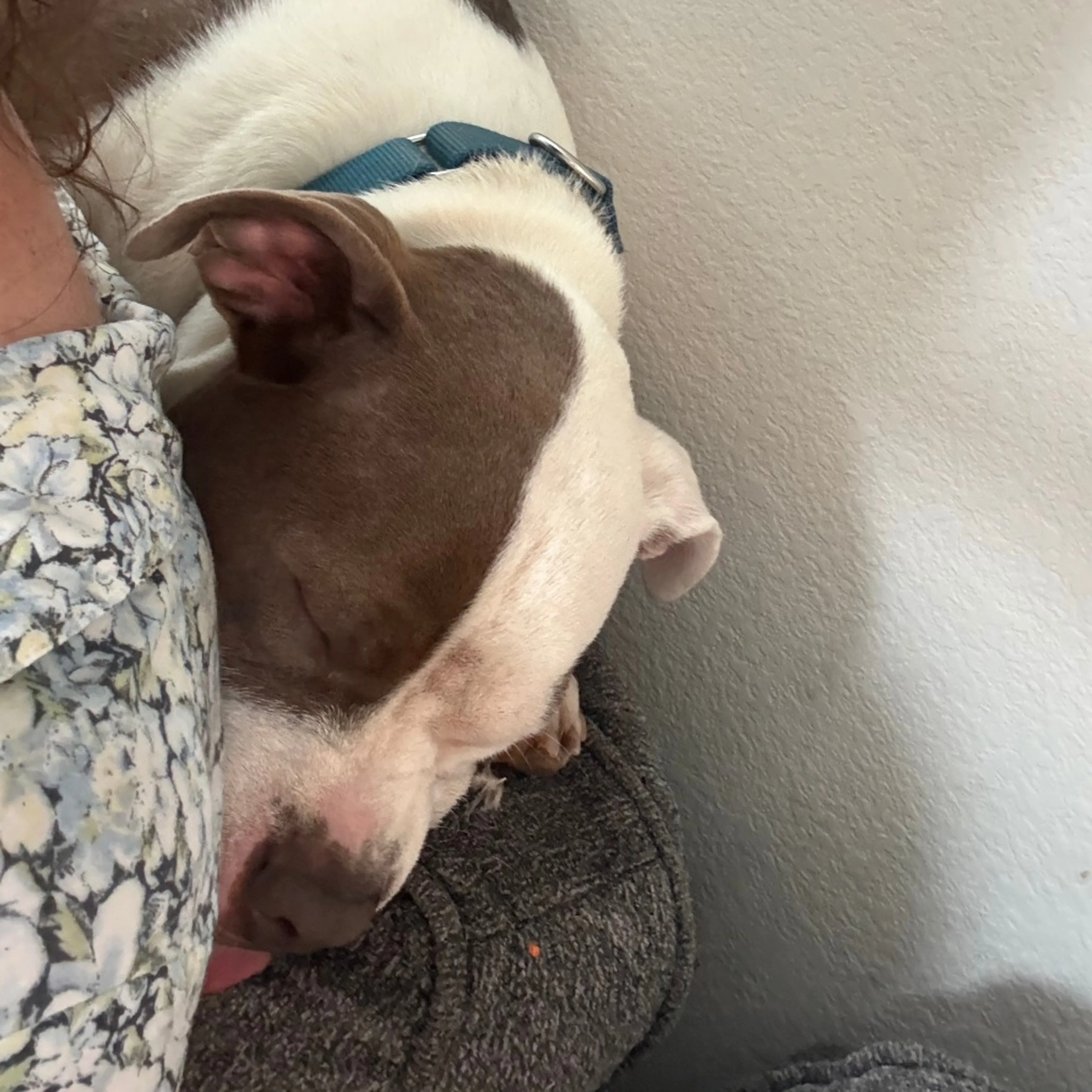 Found pet-21