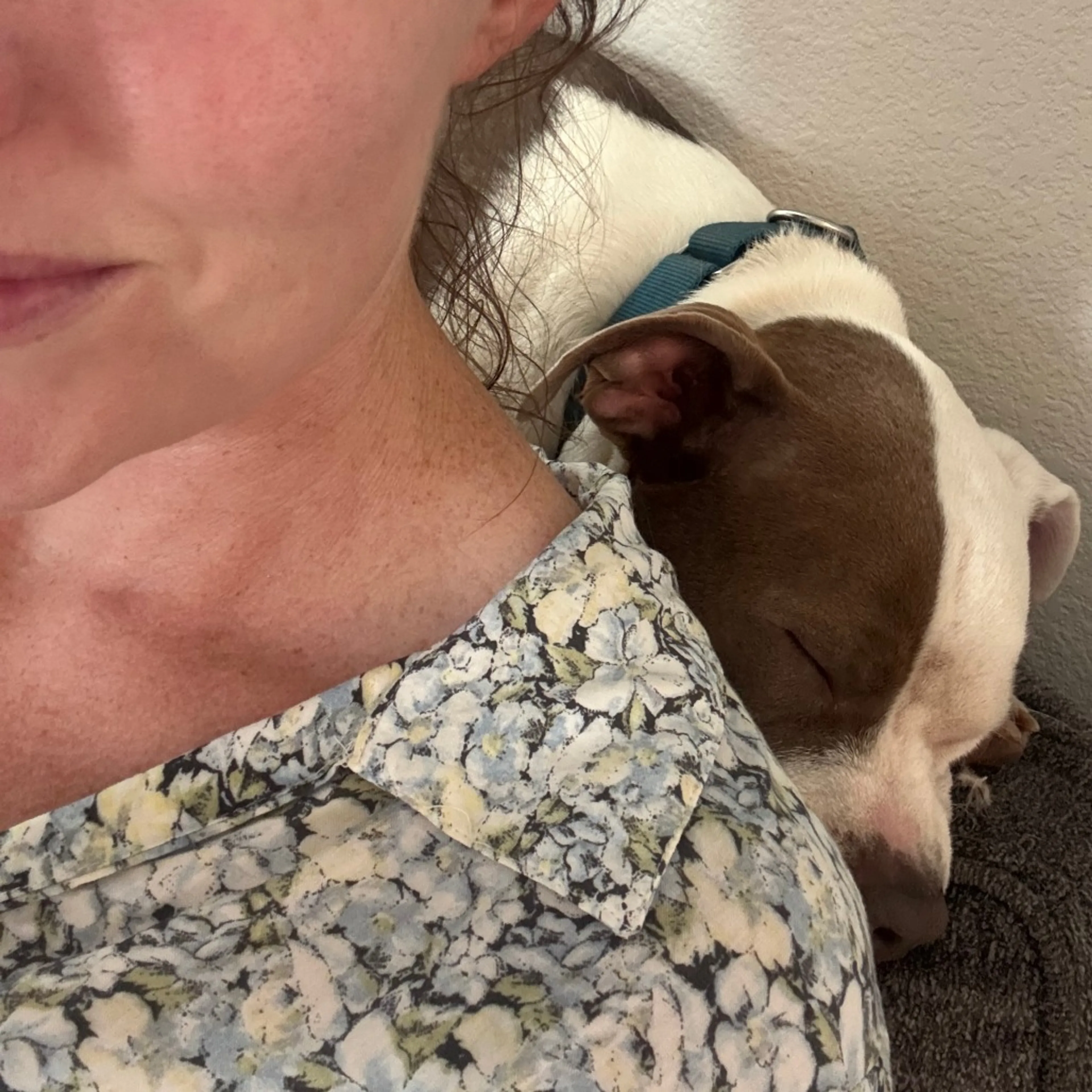 Found pet-20