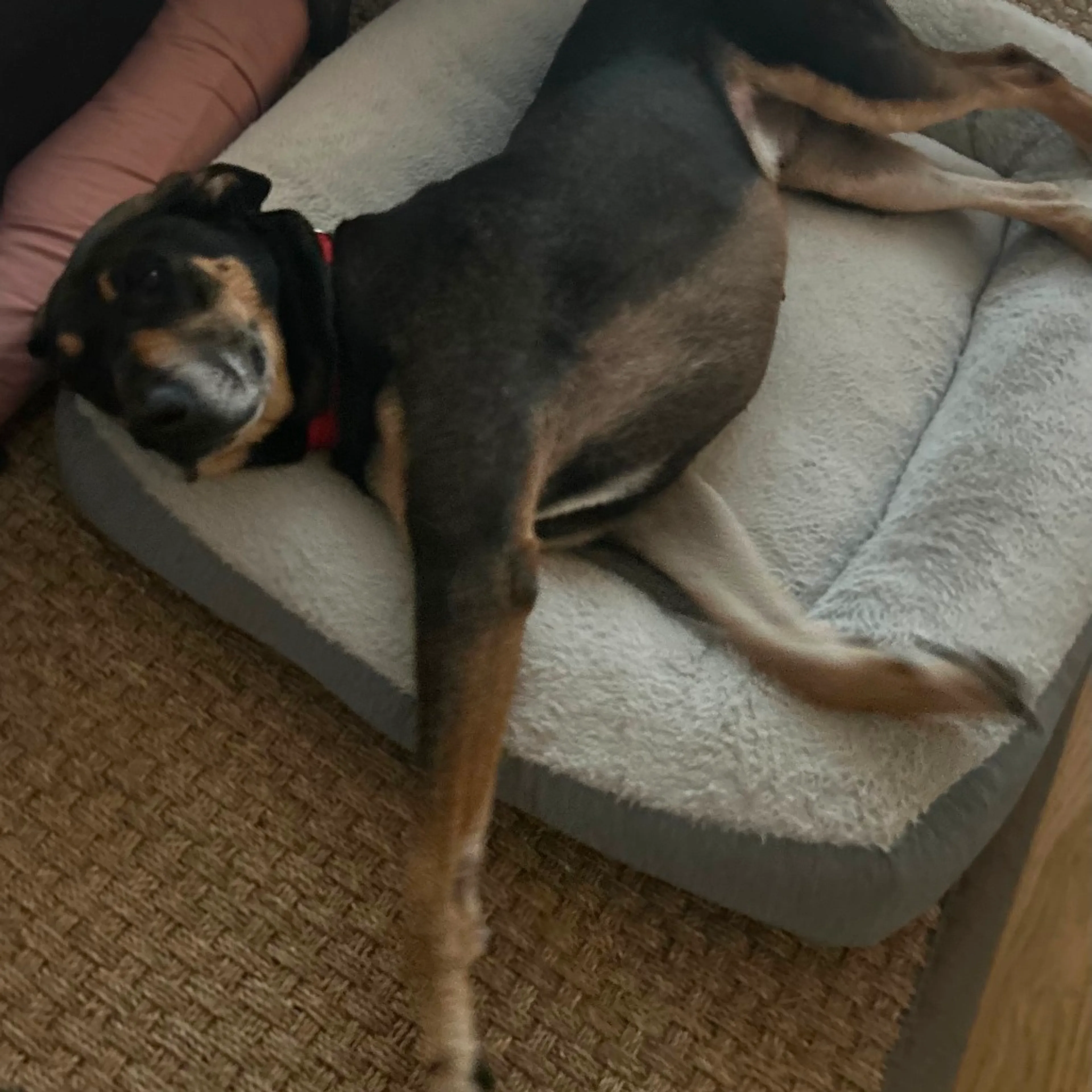 Found pet-17