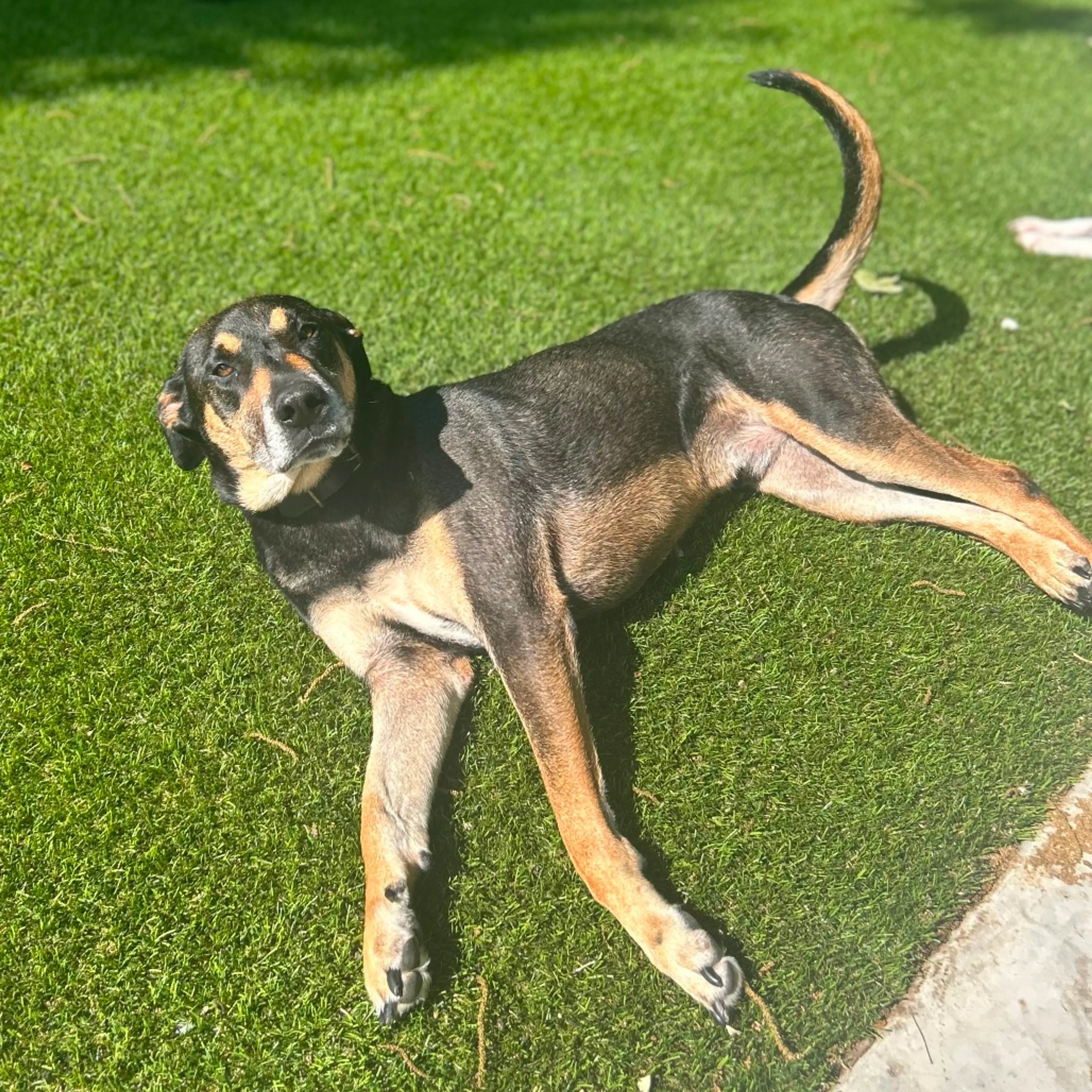 Found pet-13