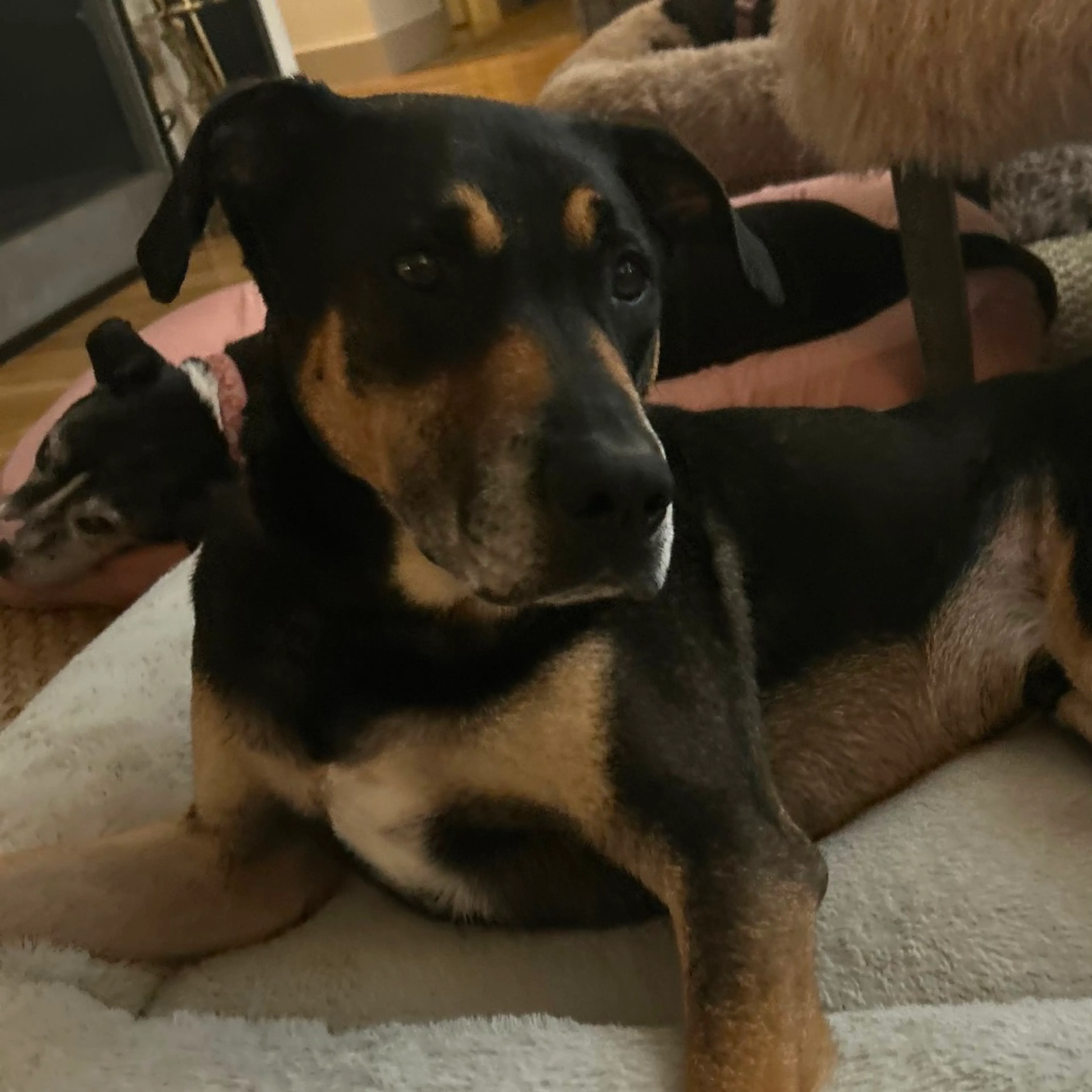 Found pet-16
