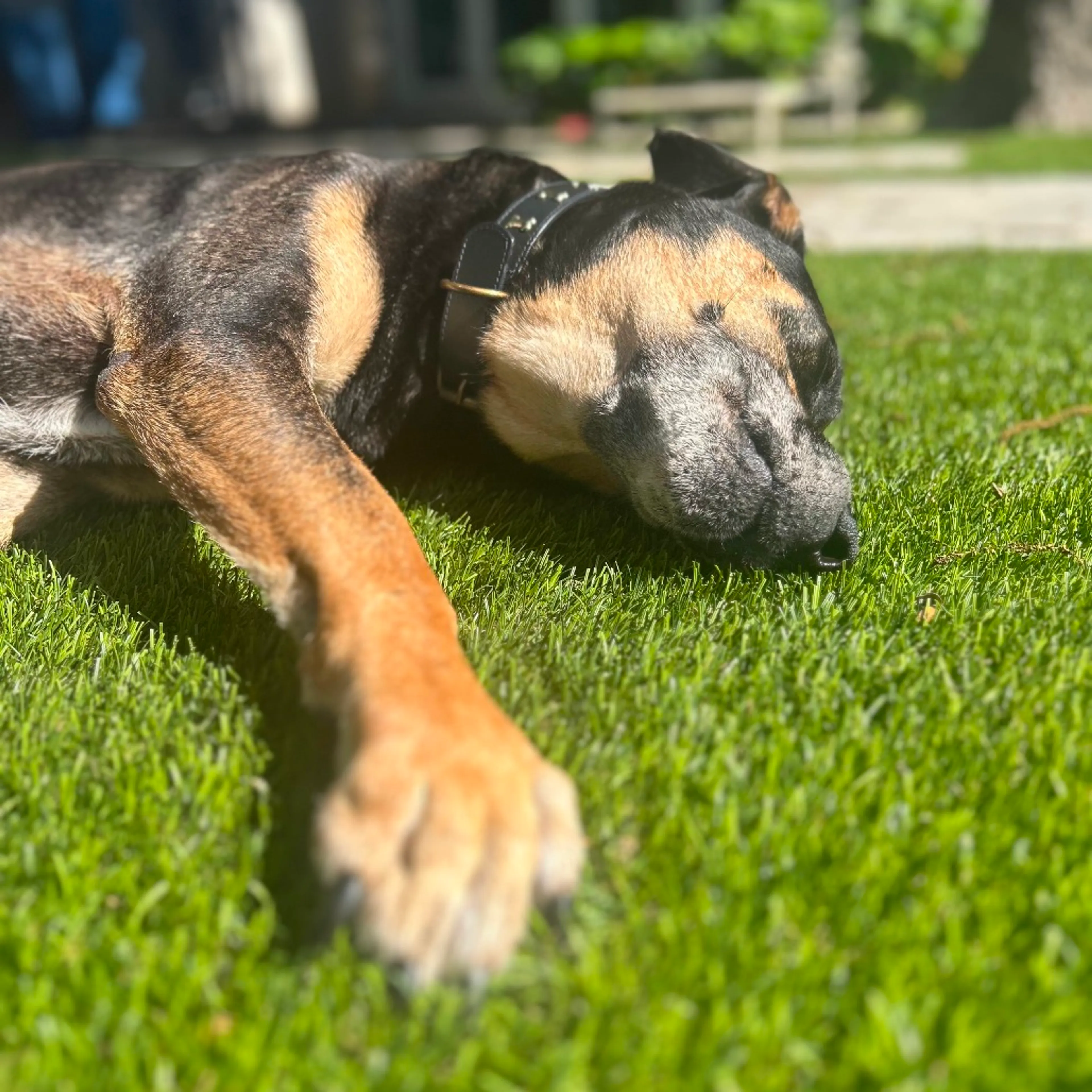 Found pet-14