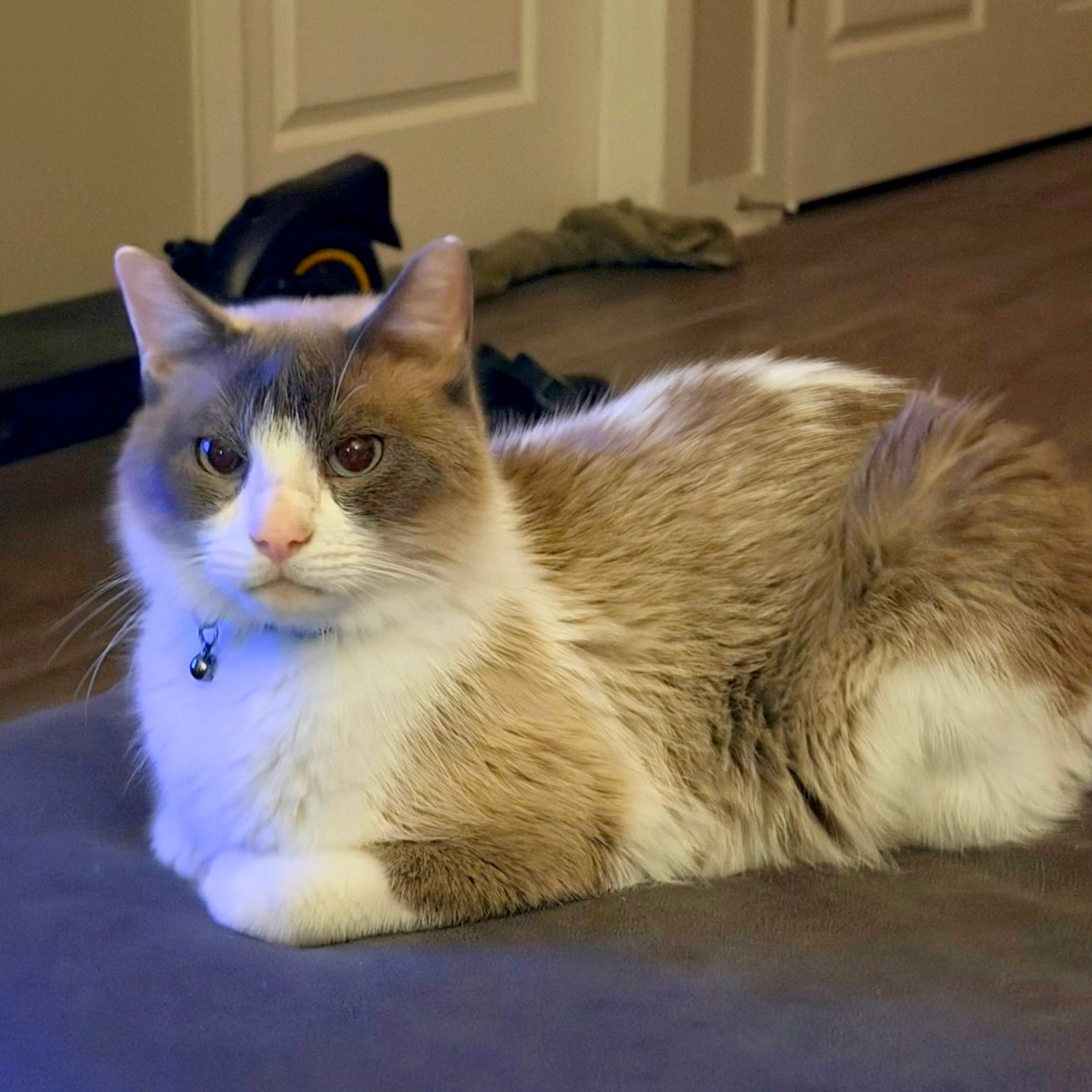 Found pet-4