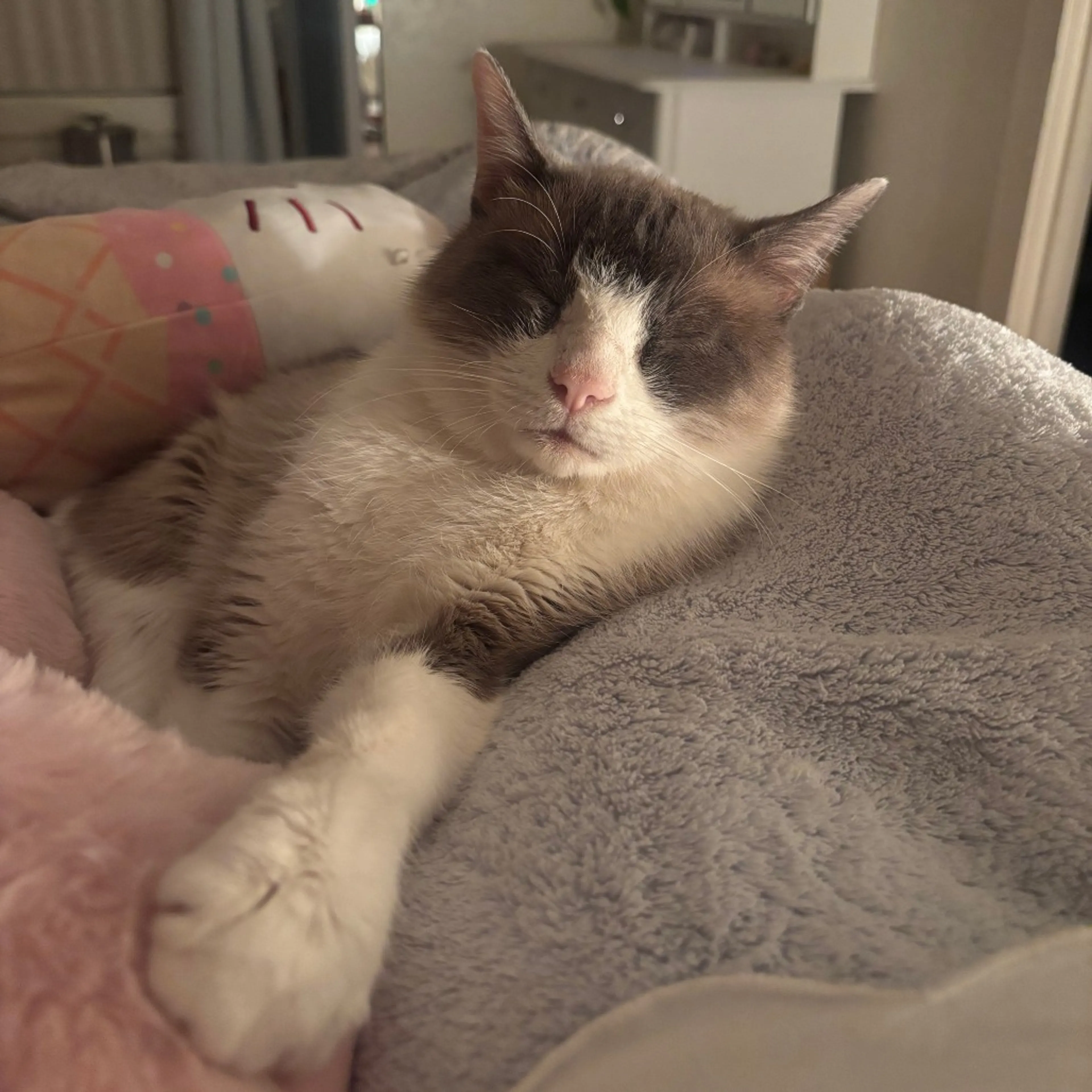Found pet-9