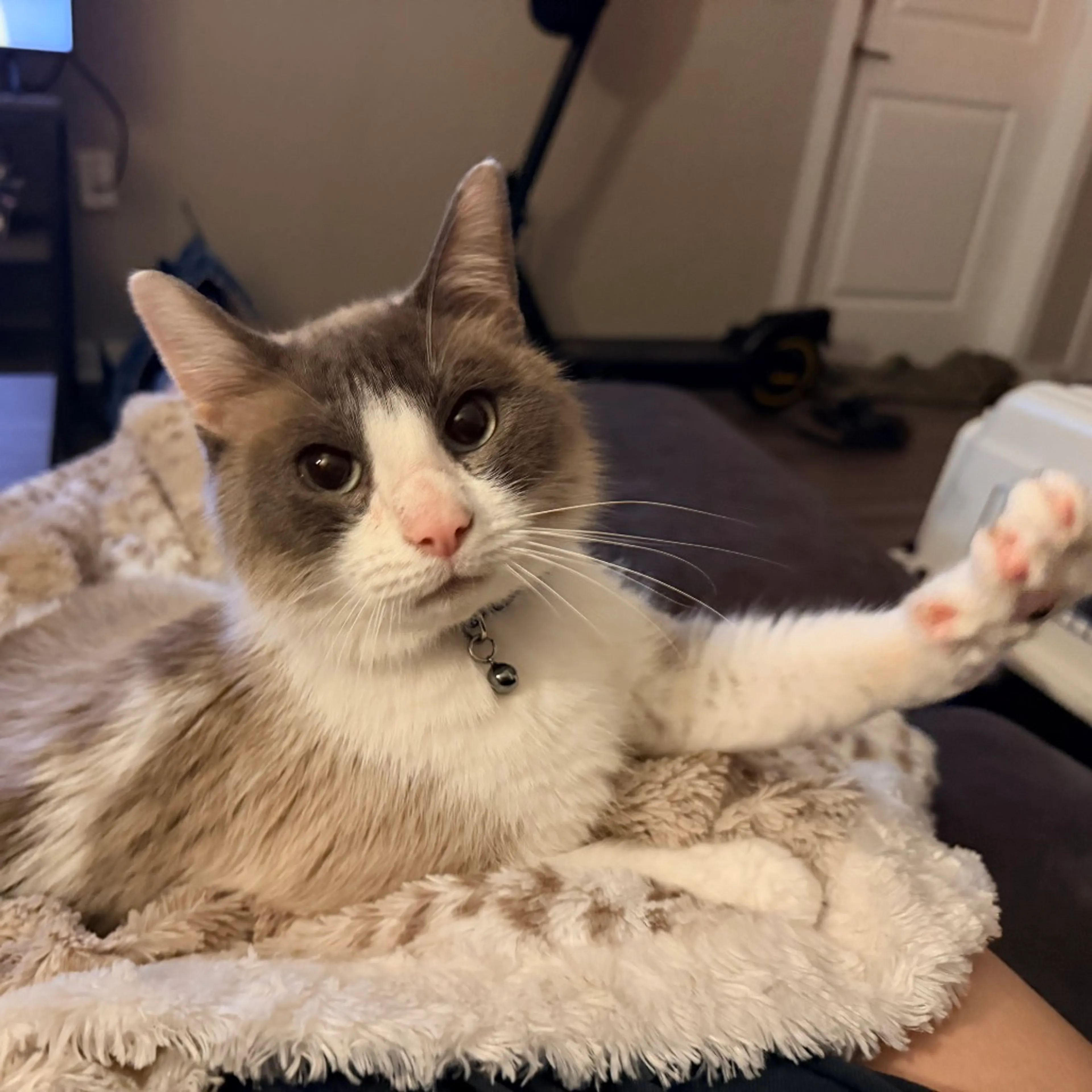 Found pet-6