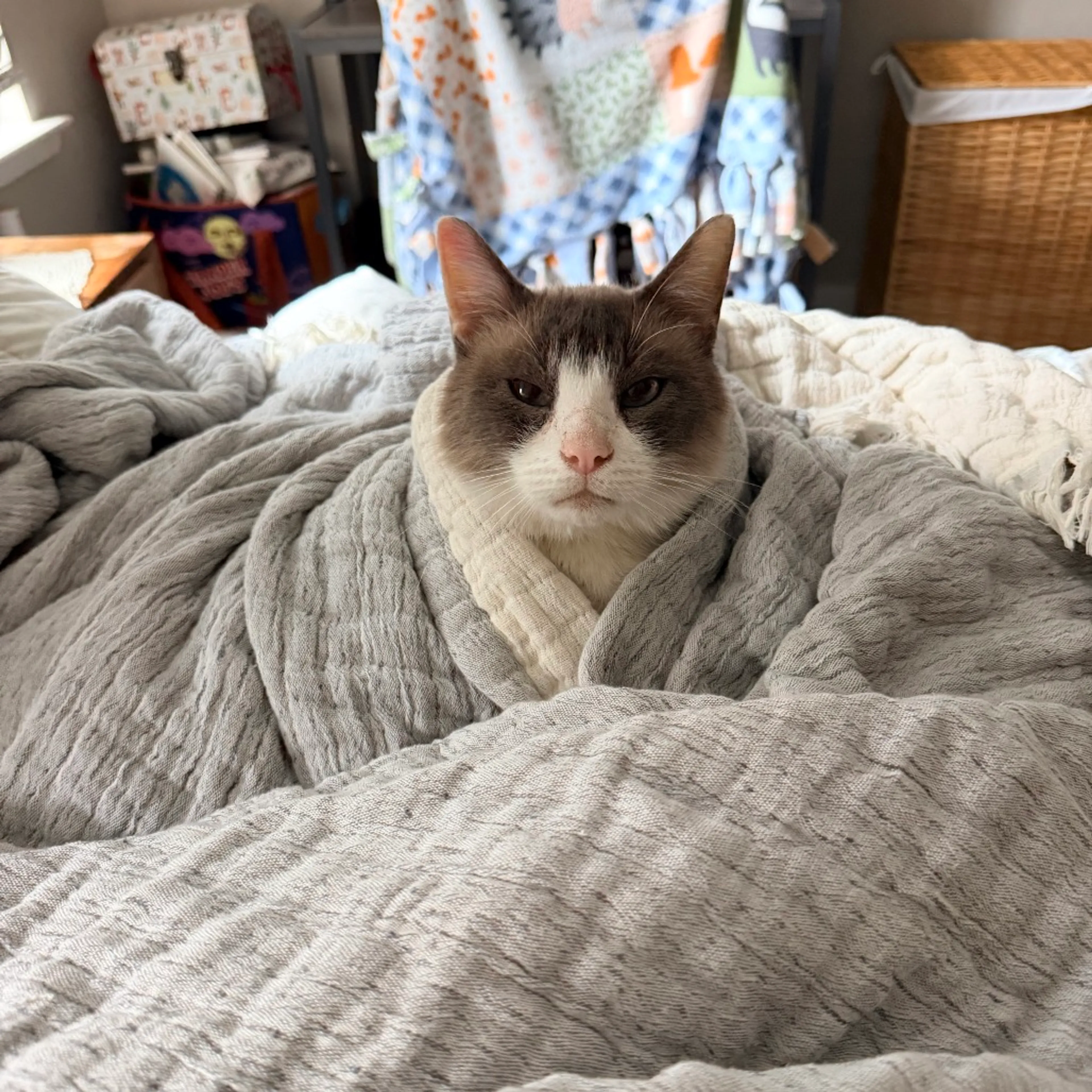 Found pet-5