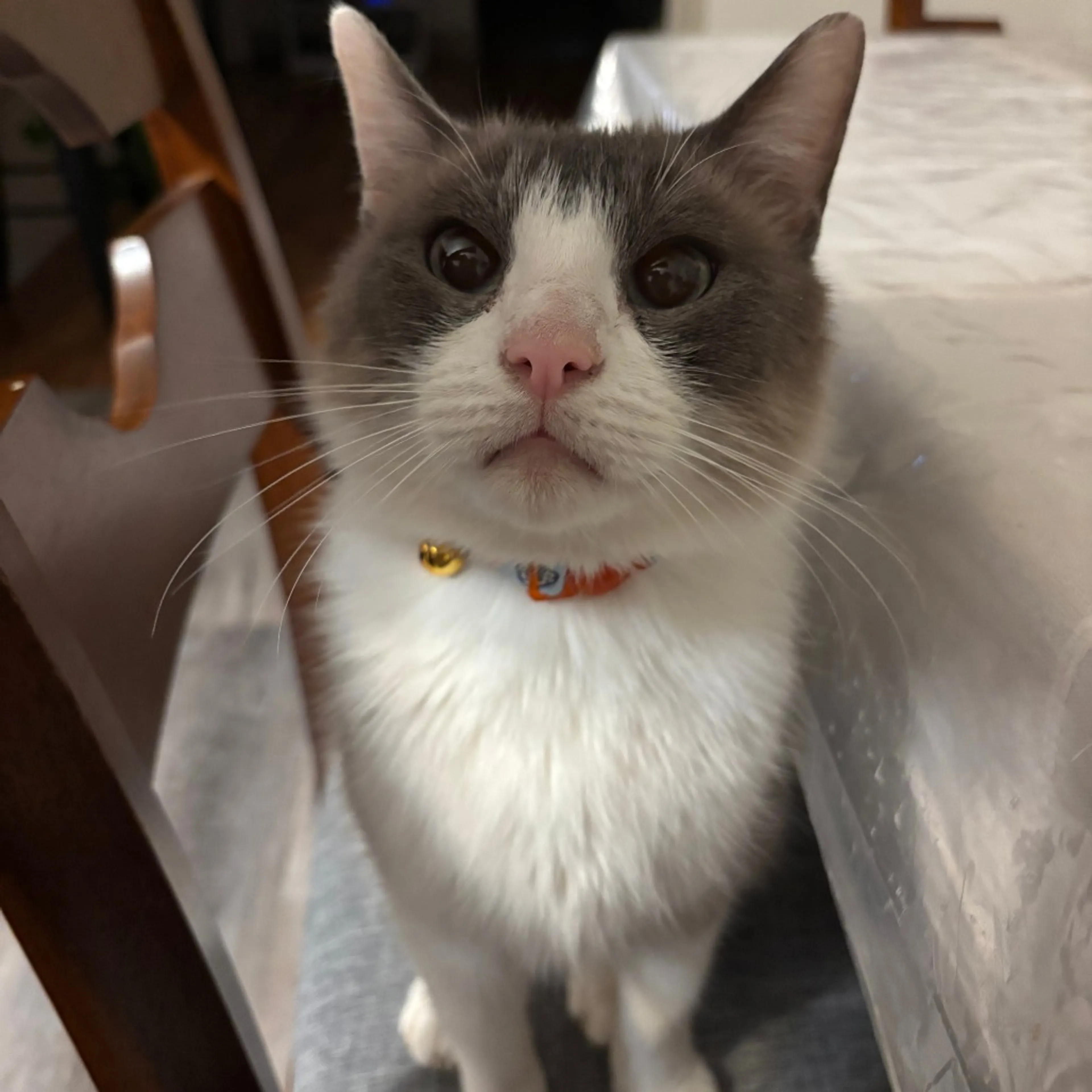 Found pet-10
