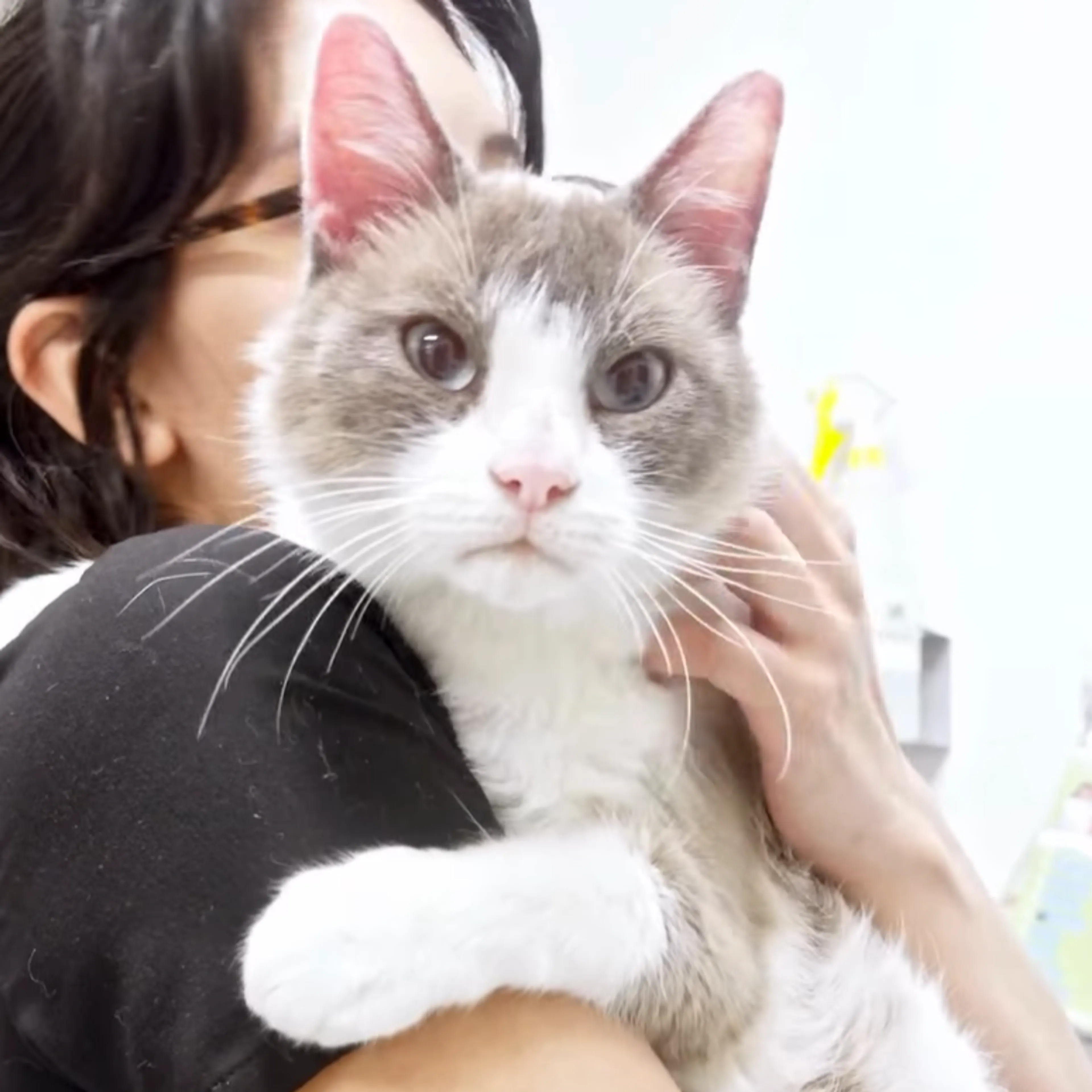 Found pet-1